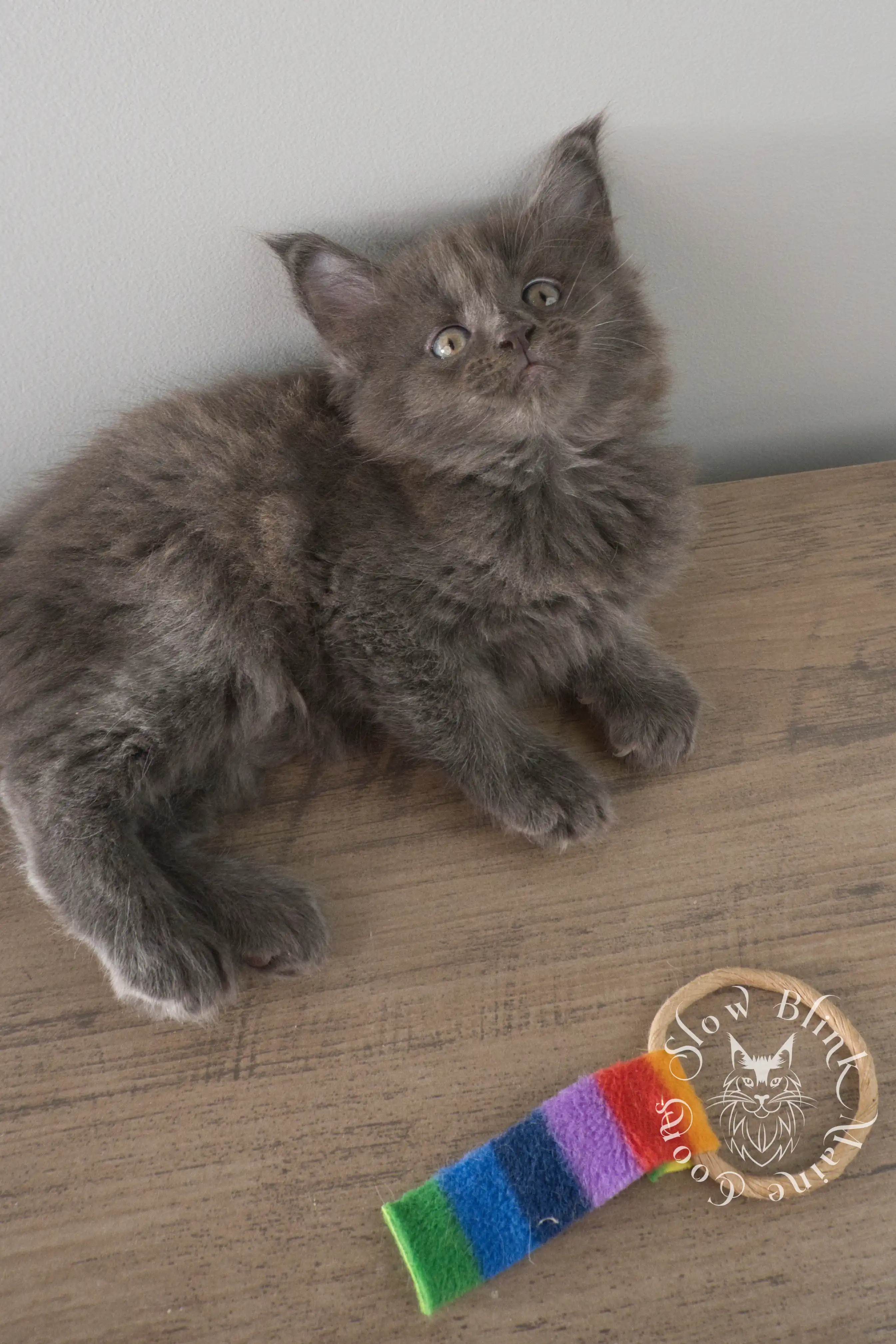 Blue Smoke Maine Coon Kittens > blue smoke | maine coon kitten | ems code as | slowblinkmainecoons | 131