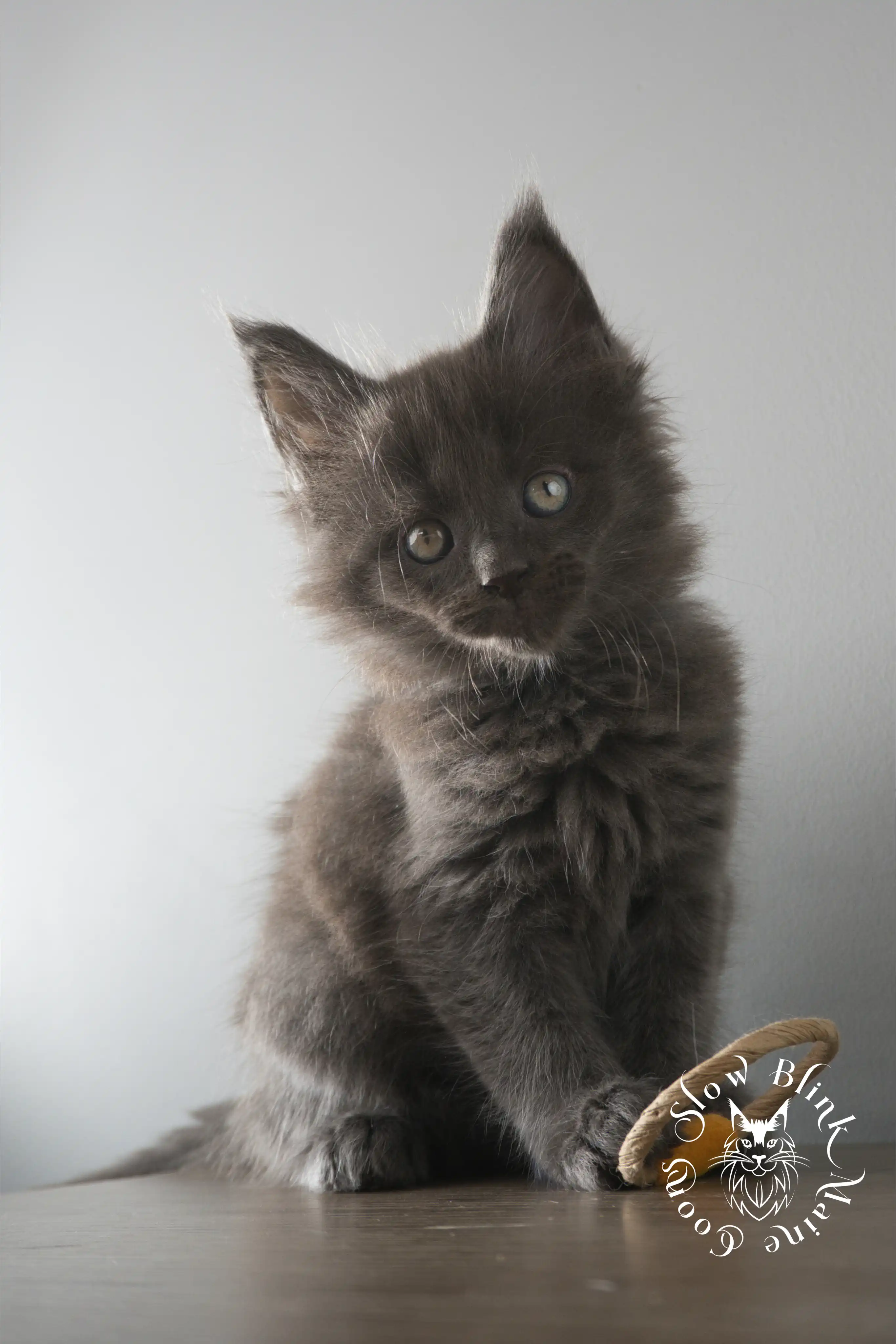 Blue Smoke Maine Coon Kittens > blue smoke | maine coon kitten | ems code as | slowblinkmainecoons | 132