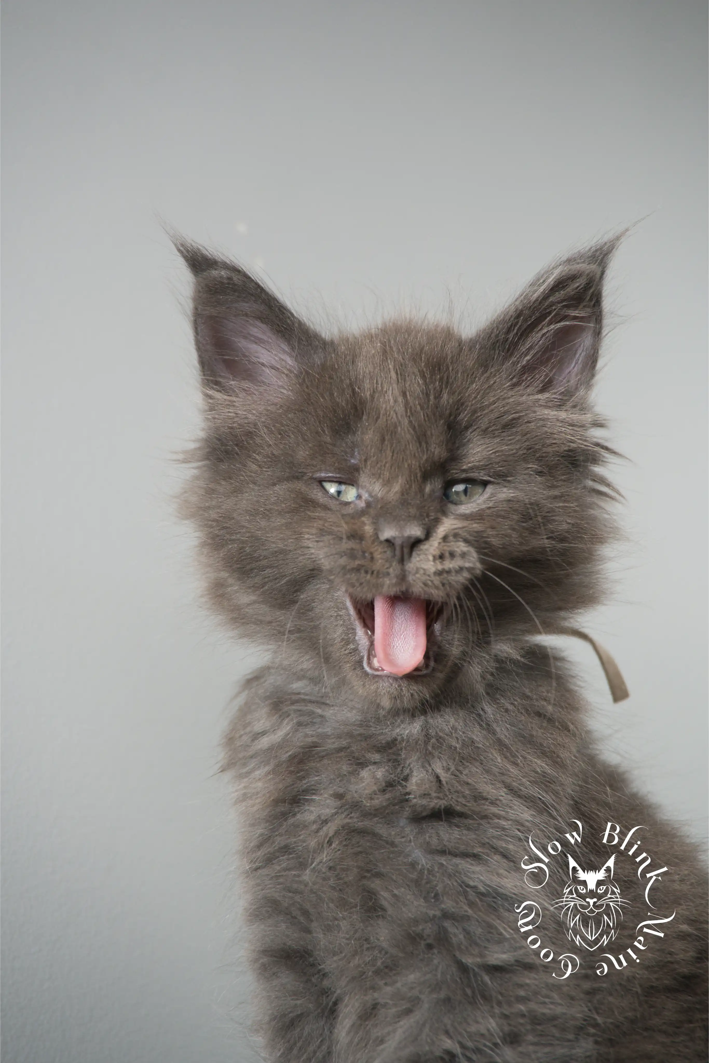 Blue Smoke Maine Coon Kittens > blue smoke | maine coon kitten | ems code as | slowblinkmainecoons | 133