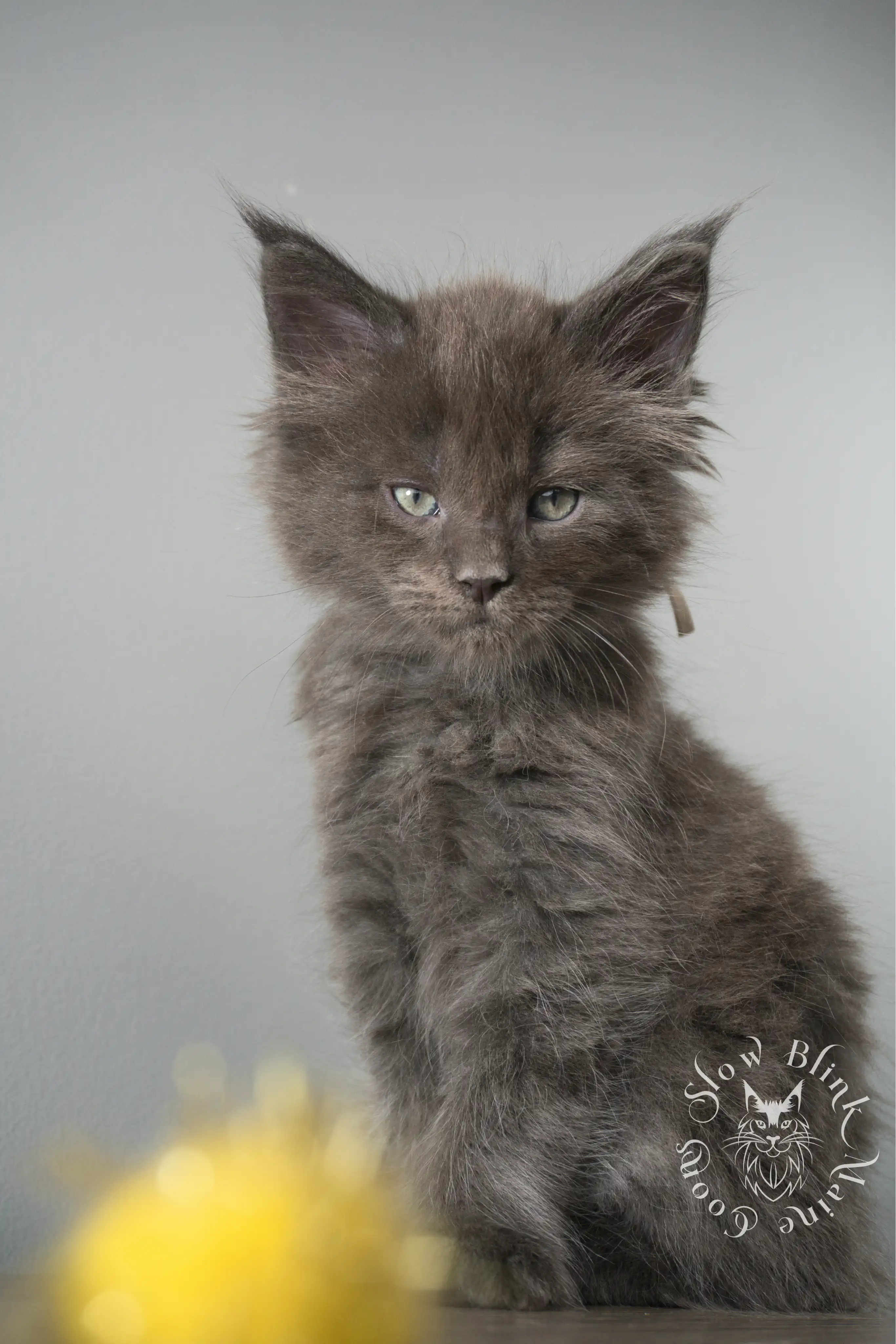 Blue Smoke Maine Coon Kittens > blue smoke | maine coon kitten | ems code as | slowblinkmainecoons | 135