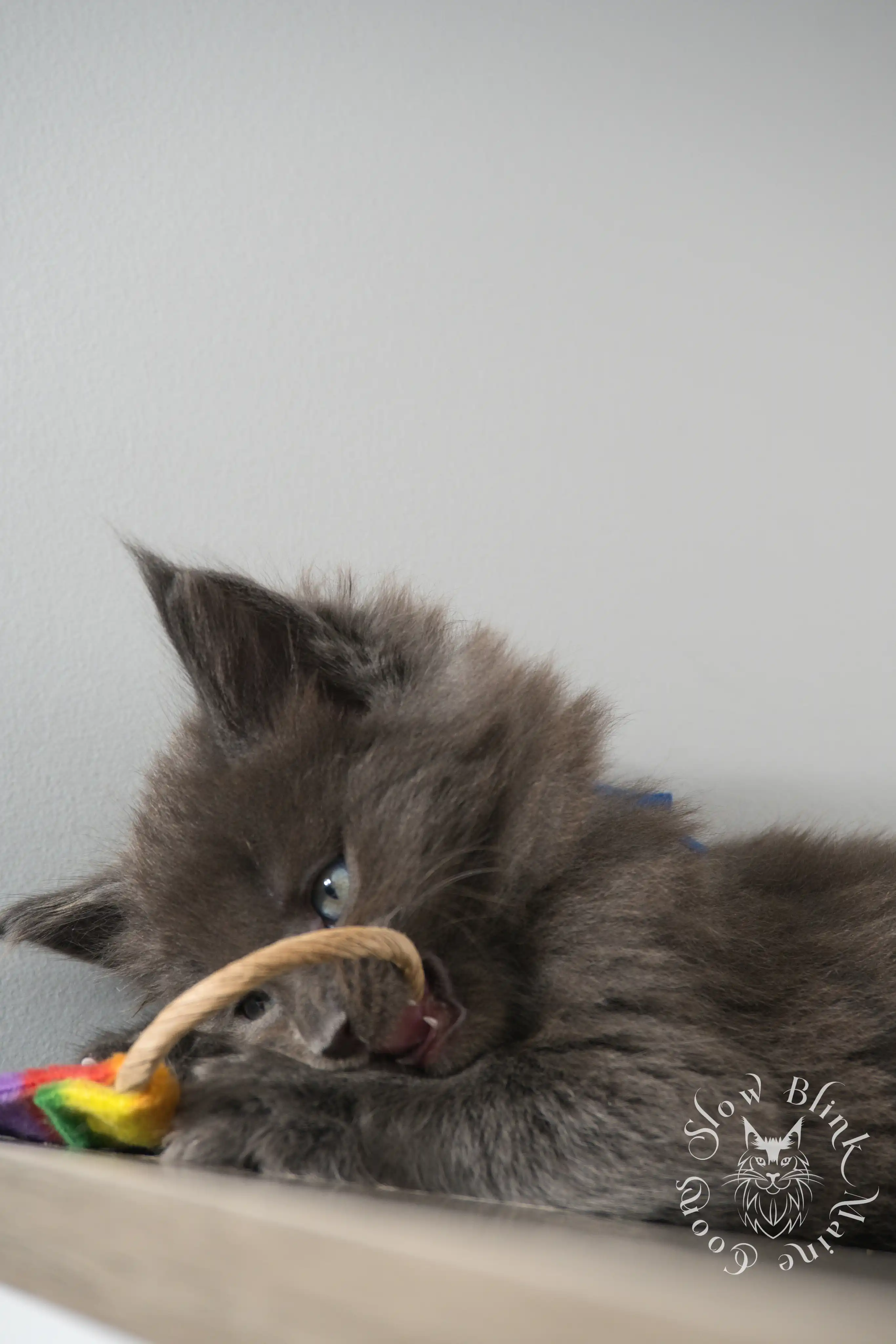 Blue Smoke Maine Coon Kittens > blue smoke | maine coon kitten | ems code as | slowblinkmainecoons | 136