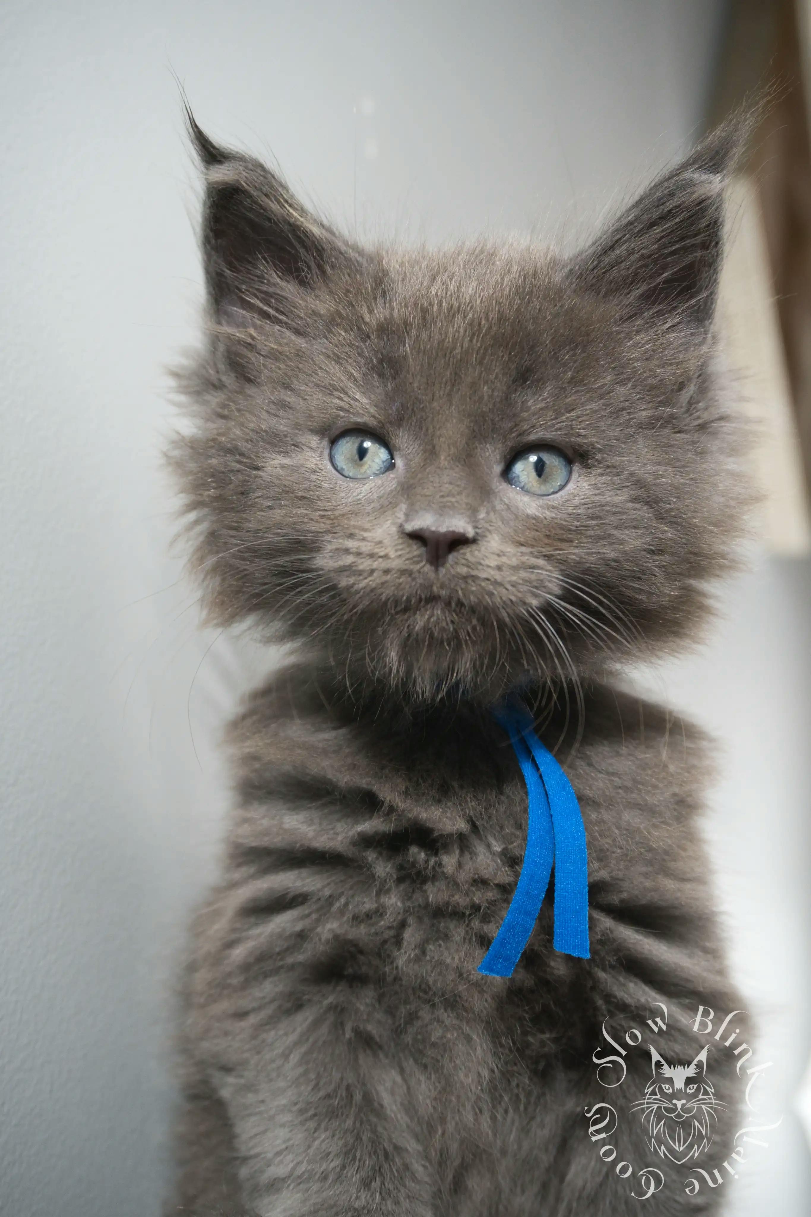 Blue Smoke Maine Coon Kittens > blue smoke | maine coon kitten | ems code as | slowblinkmainecoons | 137