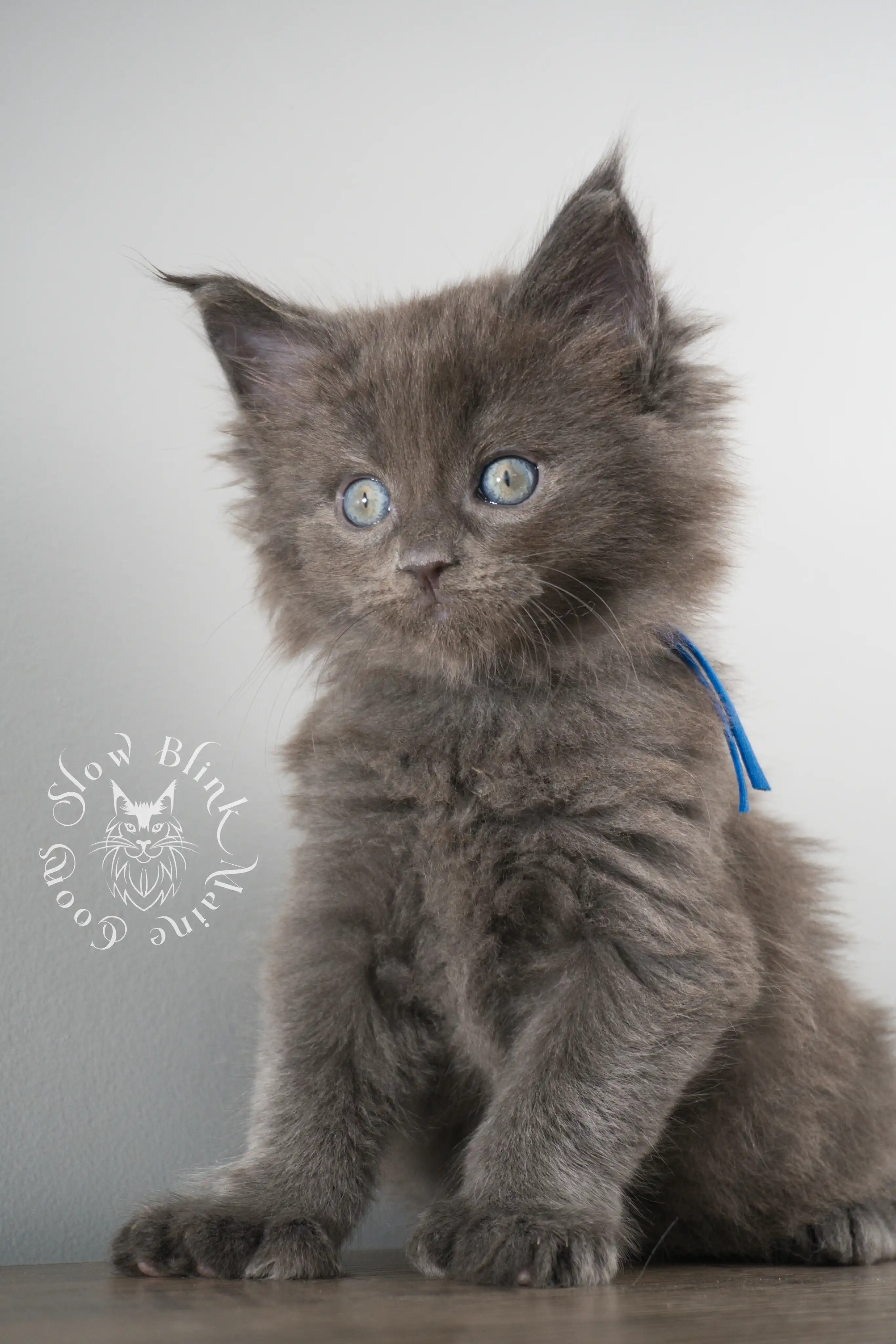 Blue Smoke Maine Coon Kittens > blue smoke | maine coon kitten | ems code as | slowblinkmainecoons | 139