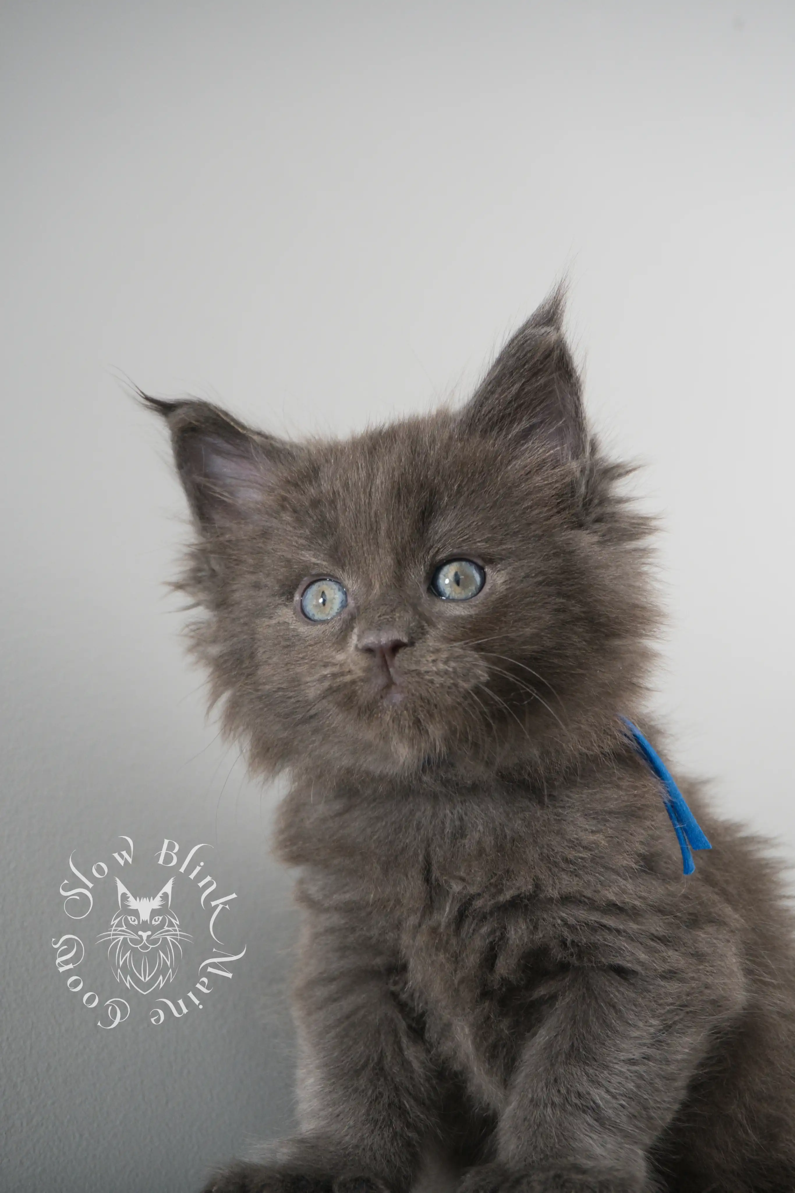 Blue Smoke Maine Coon Kittens > blue smoke | maine coon kitten | ems code as | slowblinkmainecoons | 140