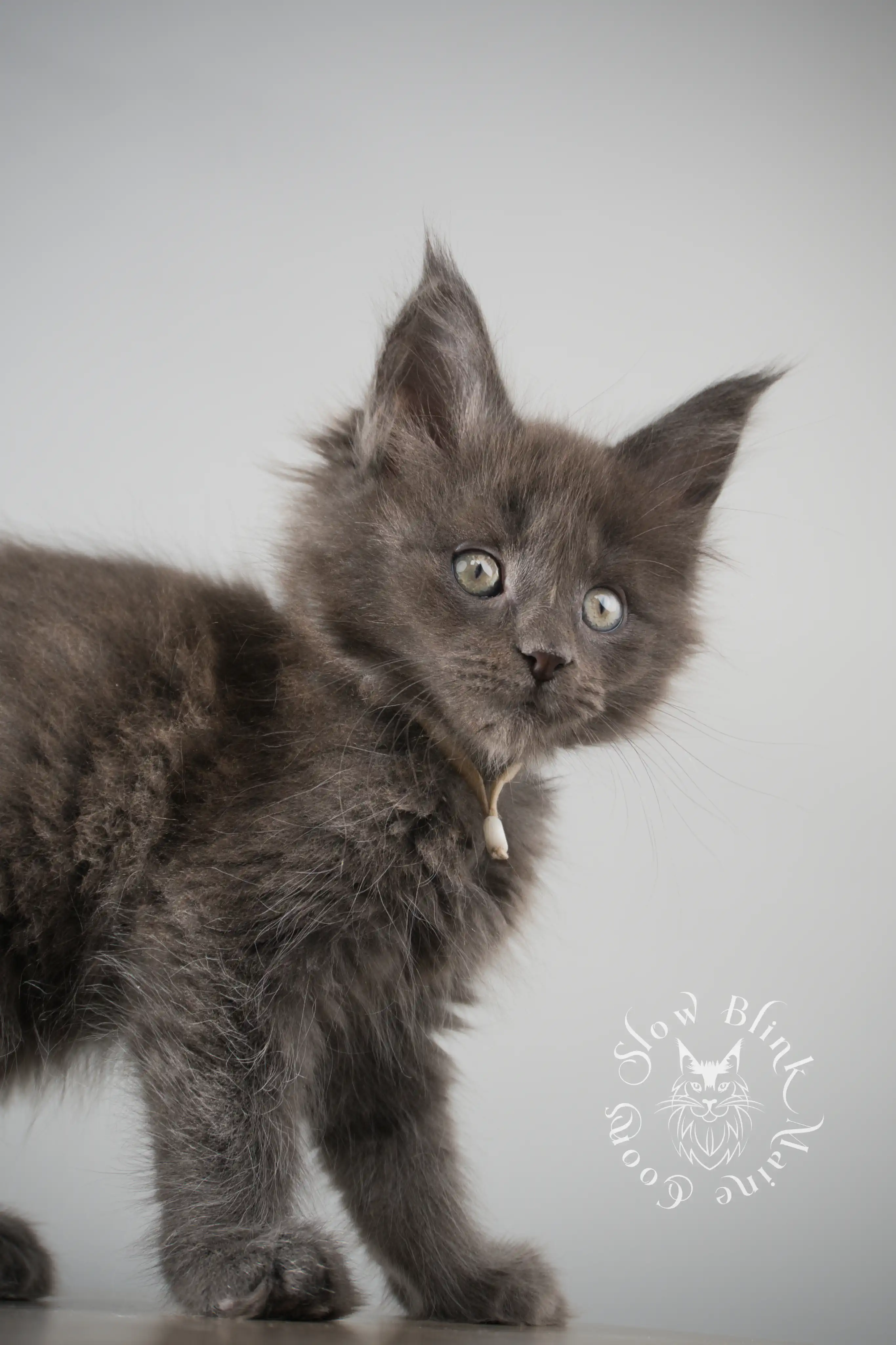 Blue Smoke Maine Coon Kittens > blue smoke | maine coon kitten | ems code as | slowblinkmainecoons | 142