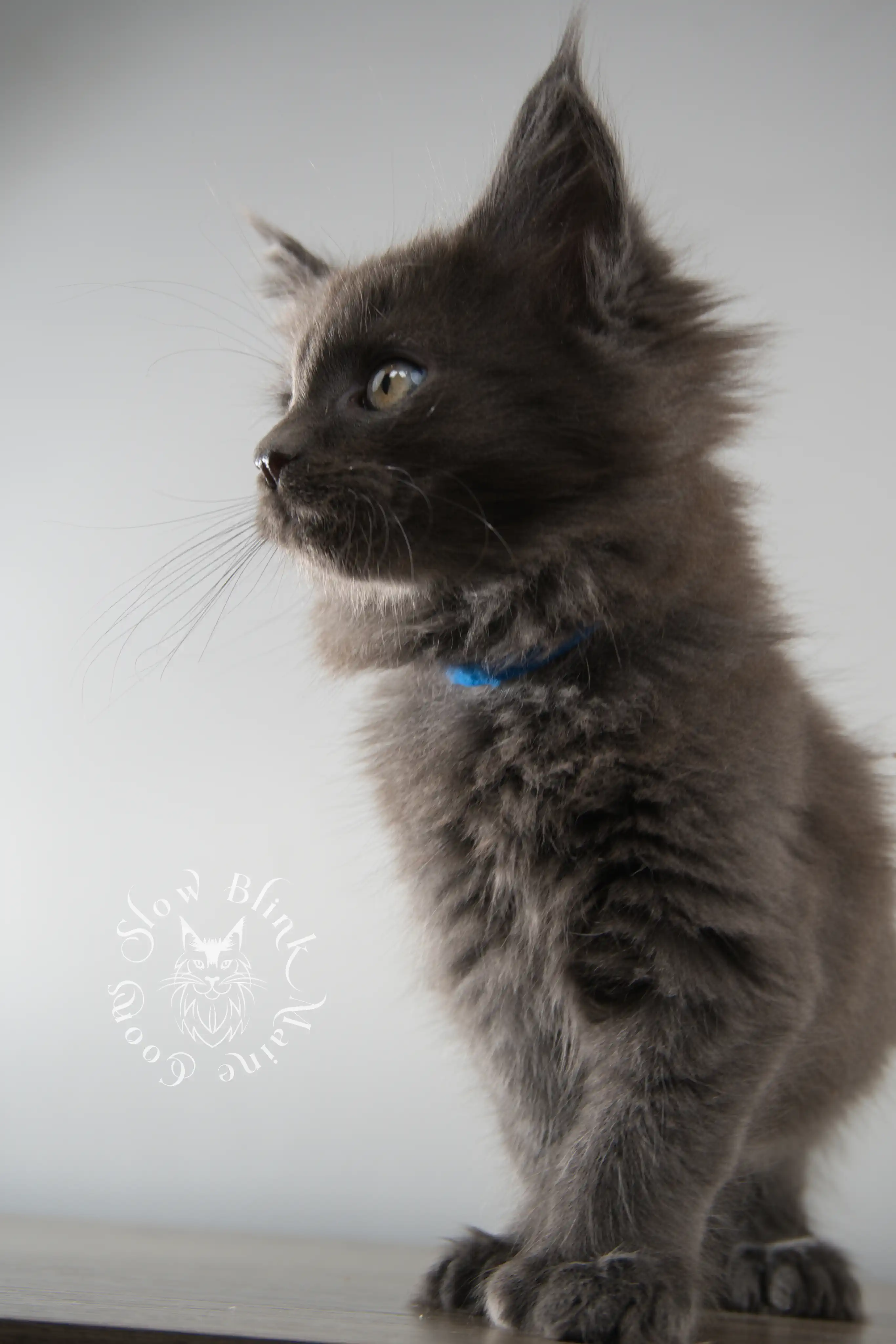 Blue Smoke Maine Coon Kittens > blue smoke | maine coon kitten | ems code as | slowblinkmainecoons | 143