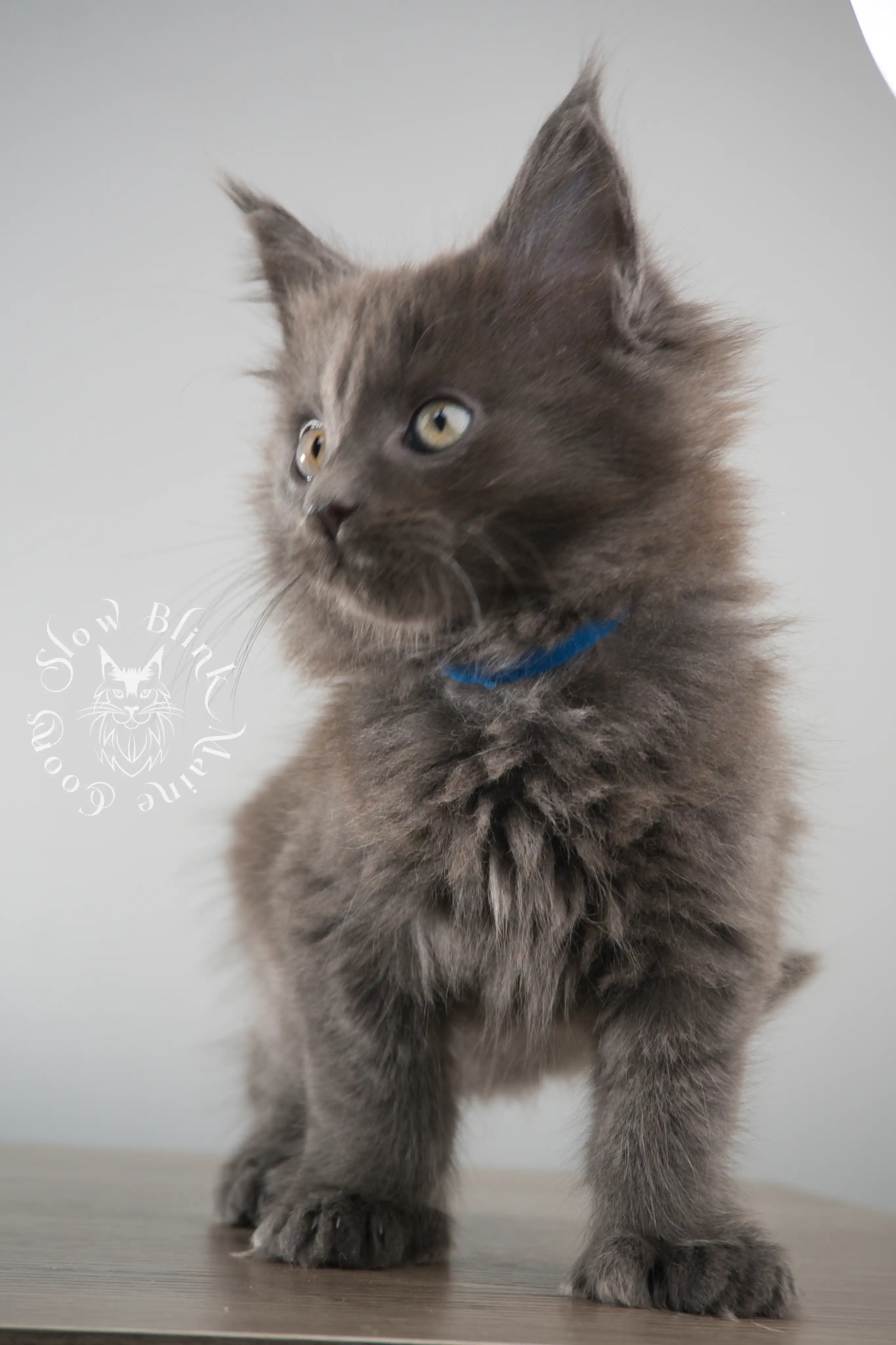 Blue Smoke Maine Coon Kittens > blue smoke | maine coon kitten | ems code as | slowblinkmainecoons | 144