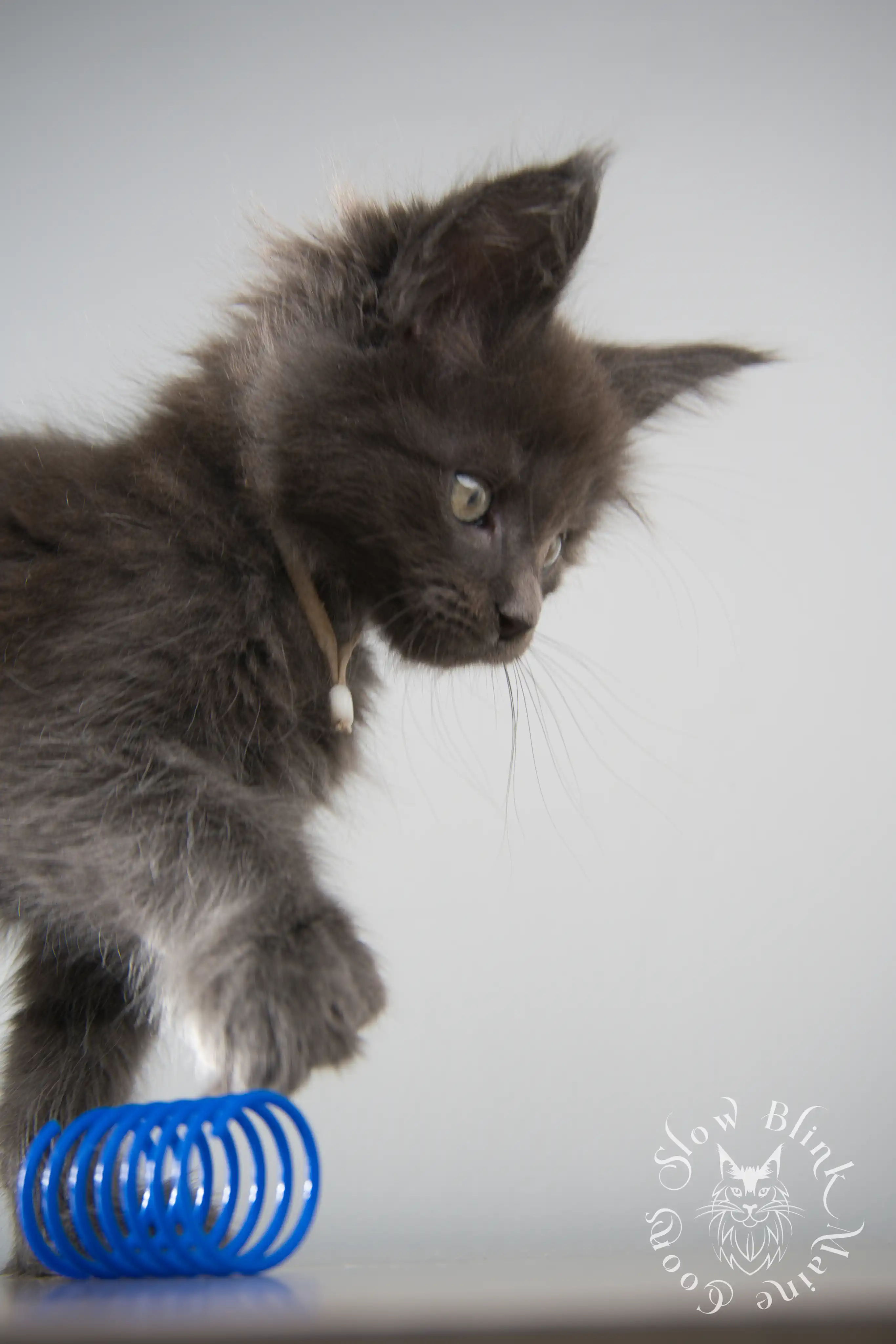 Blue Smoke Maine Coon Kittens > blue smoke | maine coon kitten | ems code as | slowblinkmainecoons | 145