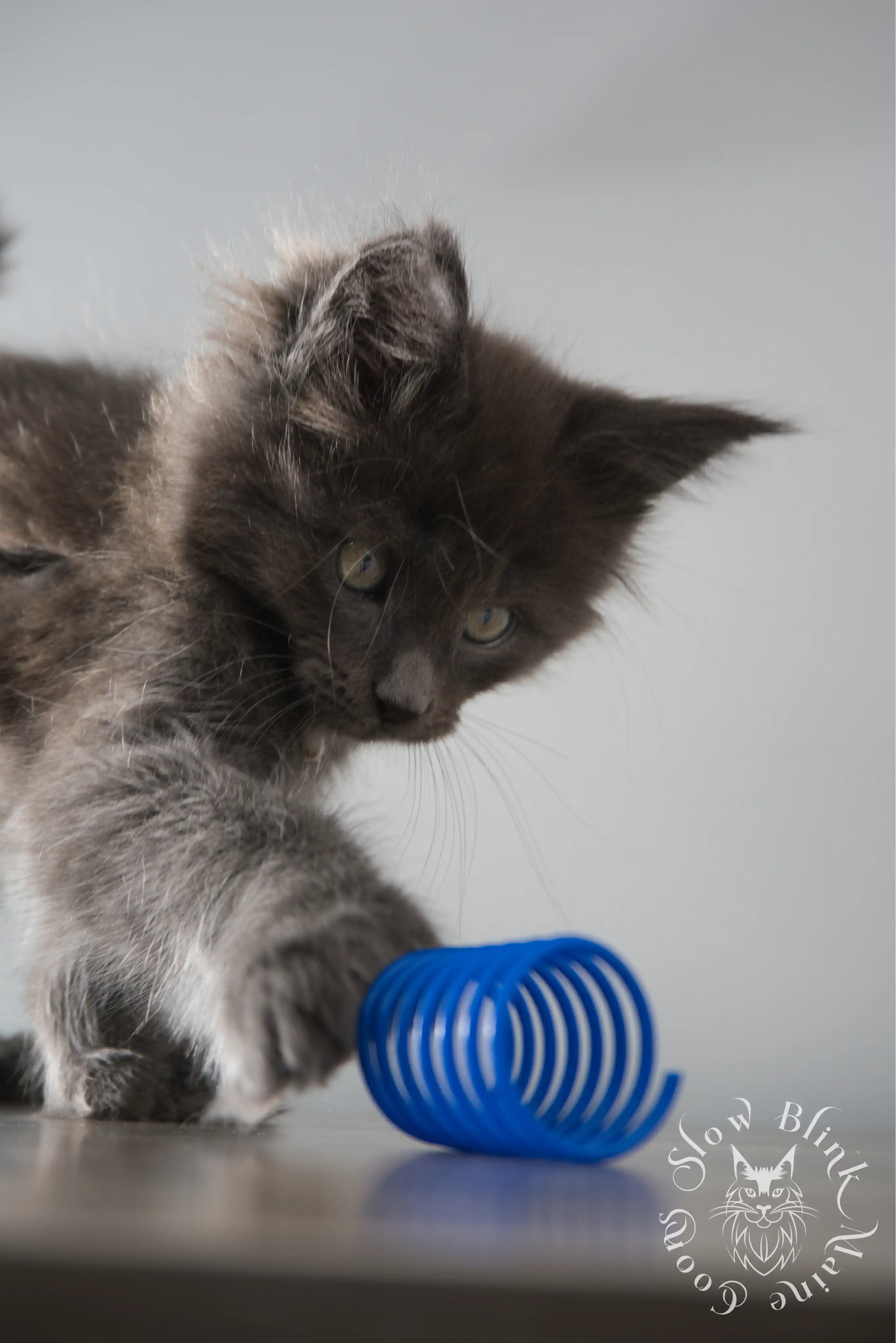 Blue Smoke Maine Coon Kittens > blue smoke | maine coon kitten | ems code as | slowblinkmainecoons | 146