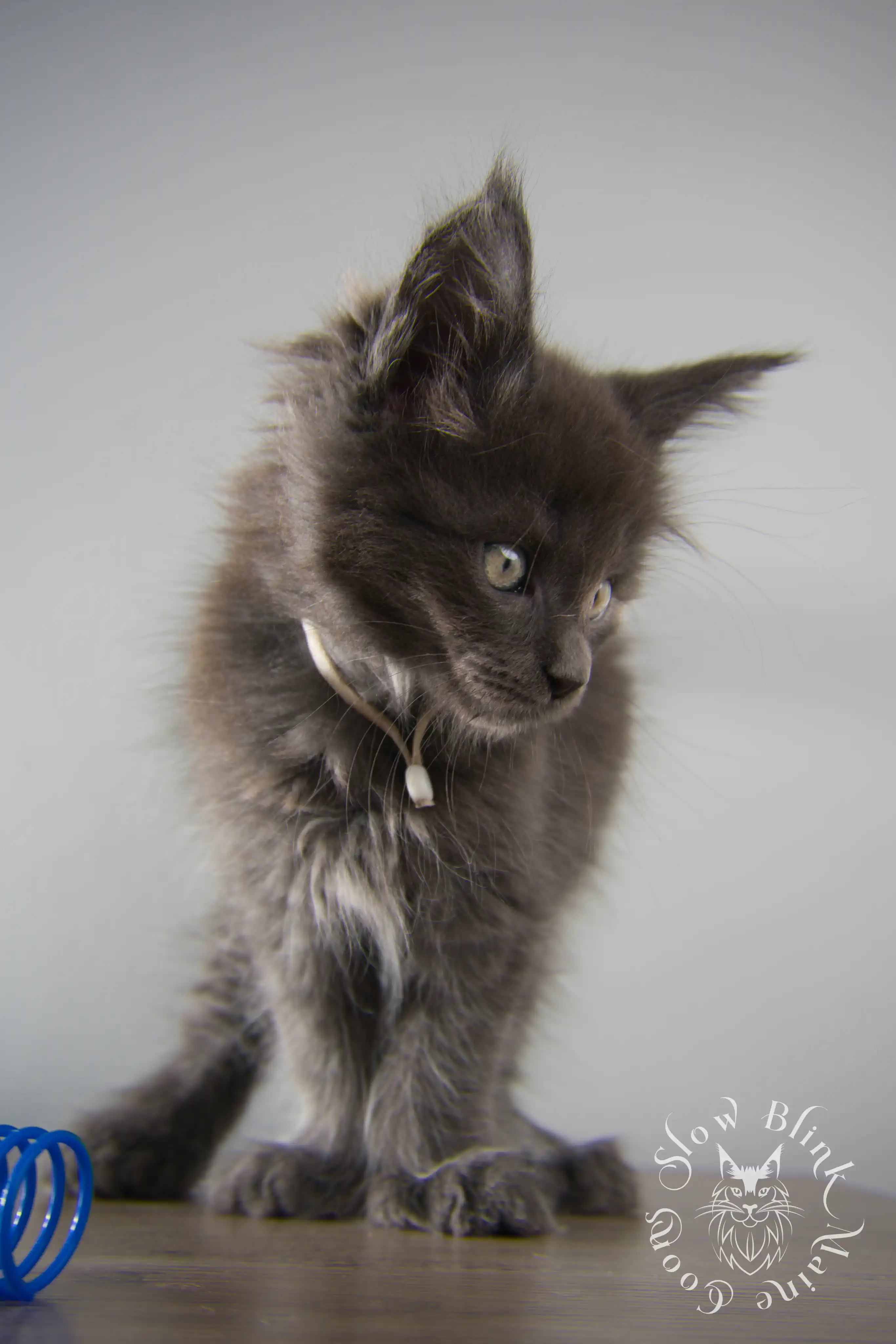 Blue Smoke Maine Coon Kittens > blue smoke | maine coon kitten | ems code as | slowblinkmainecoons | 147