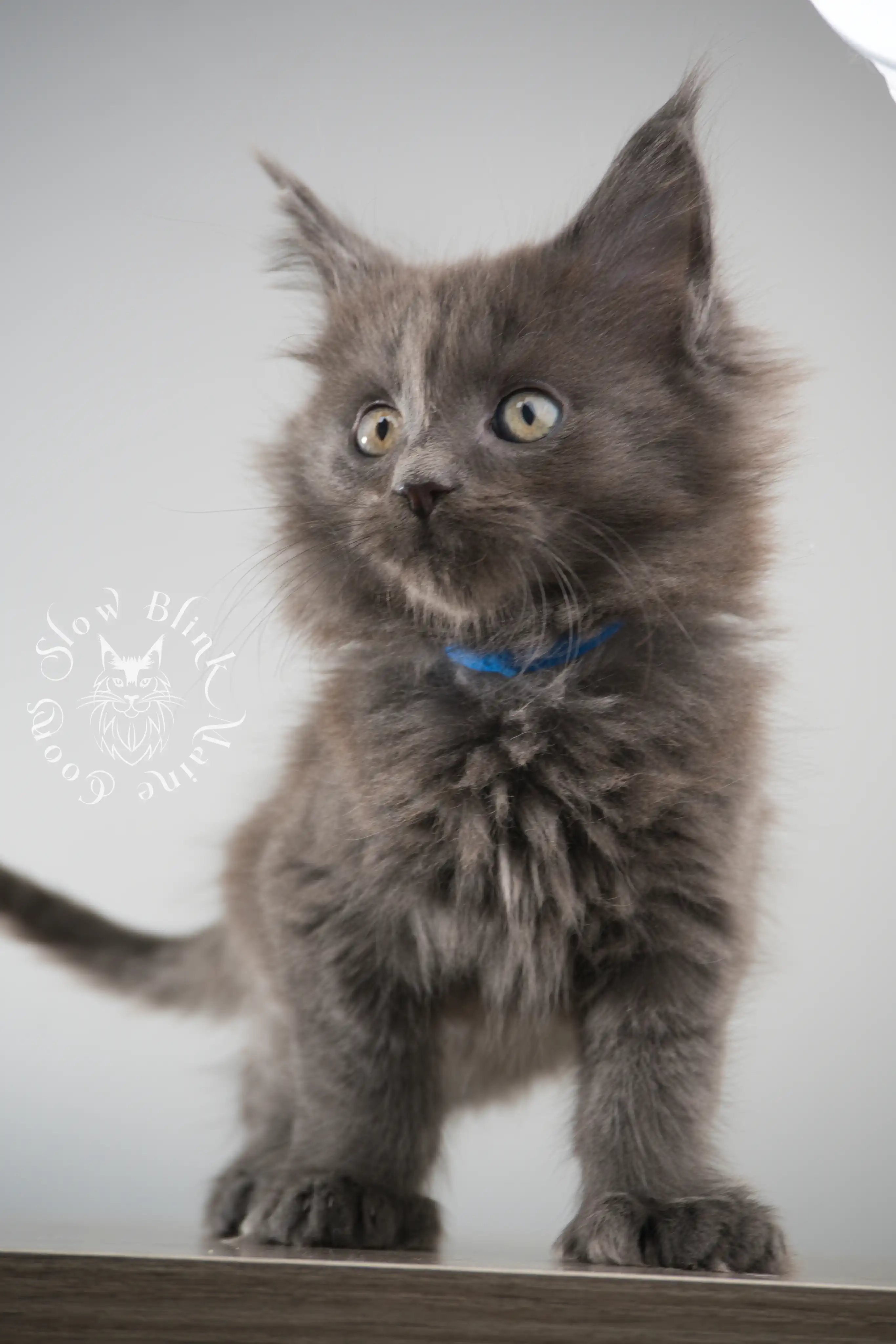 Blue Smoke Maine Coon Kittens > blue smoke | maine coon kitten | ems code as | slowblinkmainecoons | 148