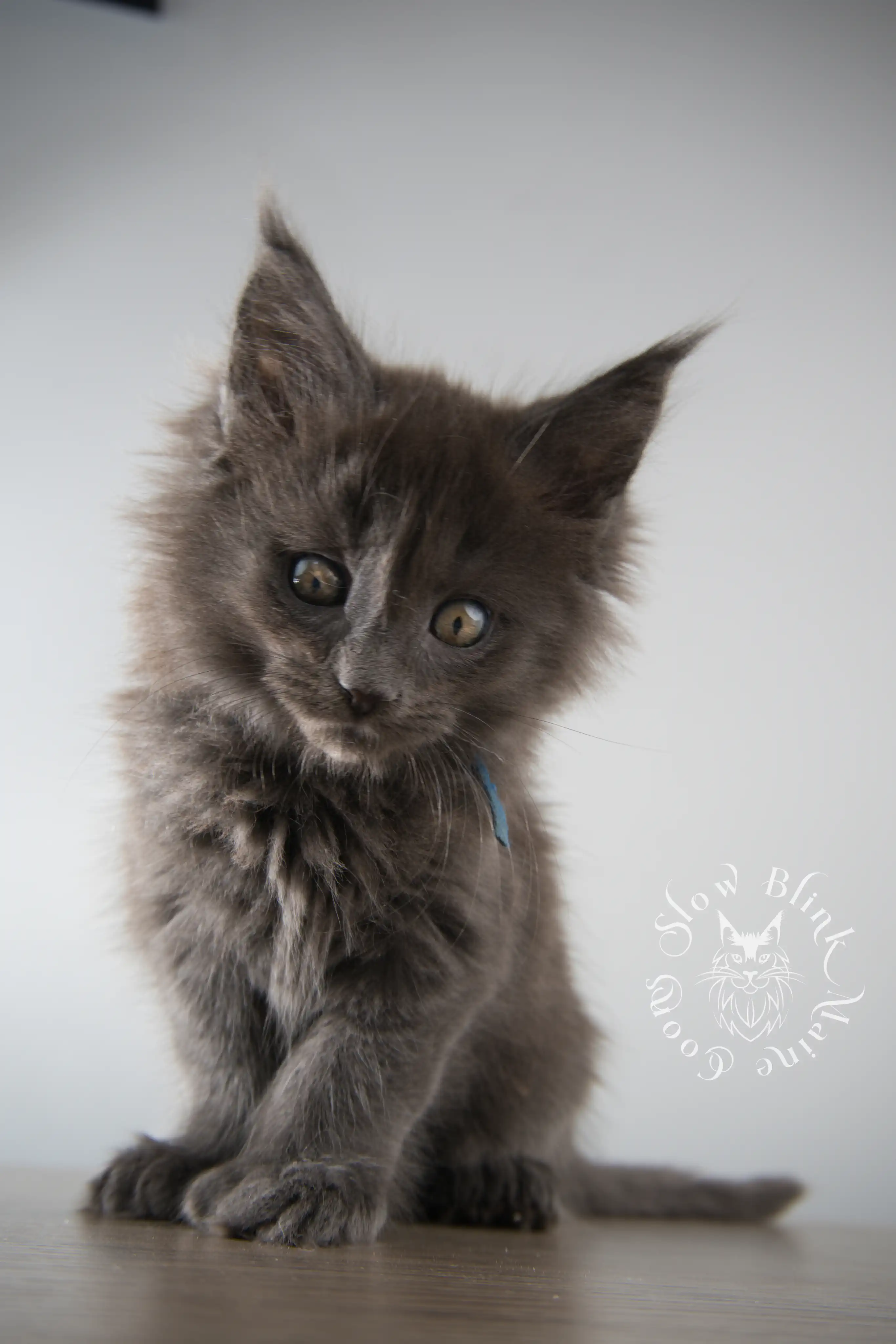 Blue Smoke Maine Coon Kittens > blue smoke | maine coon kitten | ems code as | slowblinkmainecoons | 149