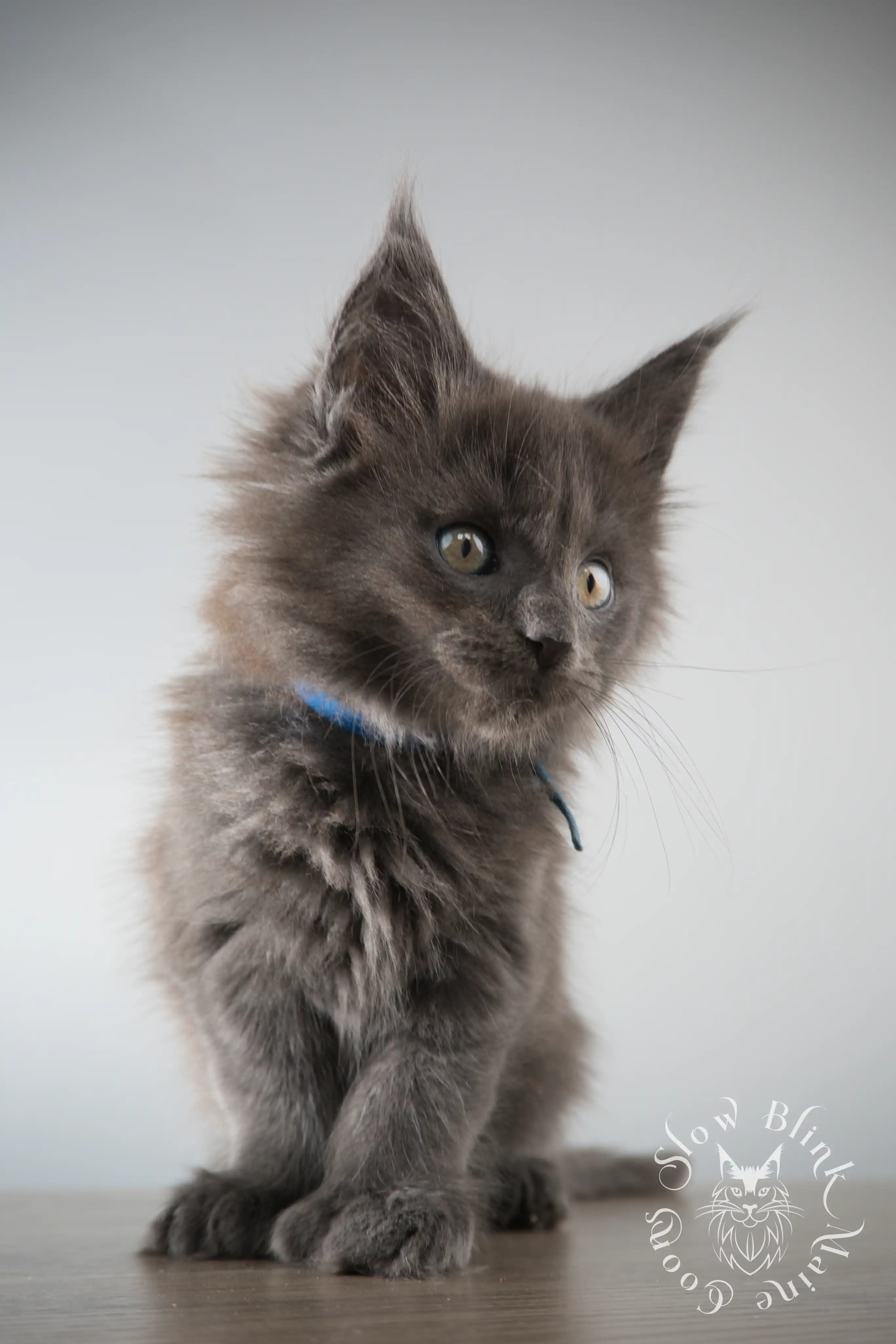 Blue Smoke Maine Coon Kittens > blue smoke | maine coon kitten | ems code as | slowblinkmainecoons | 150