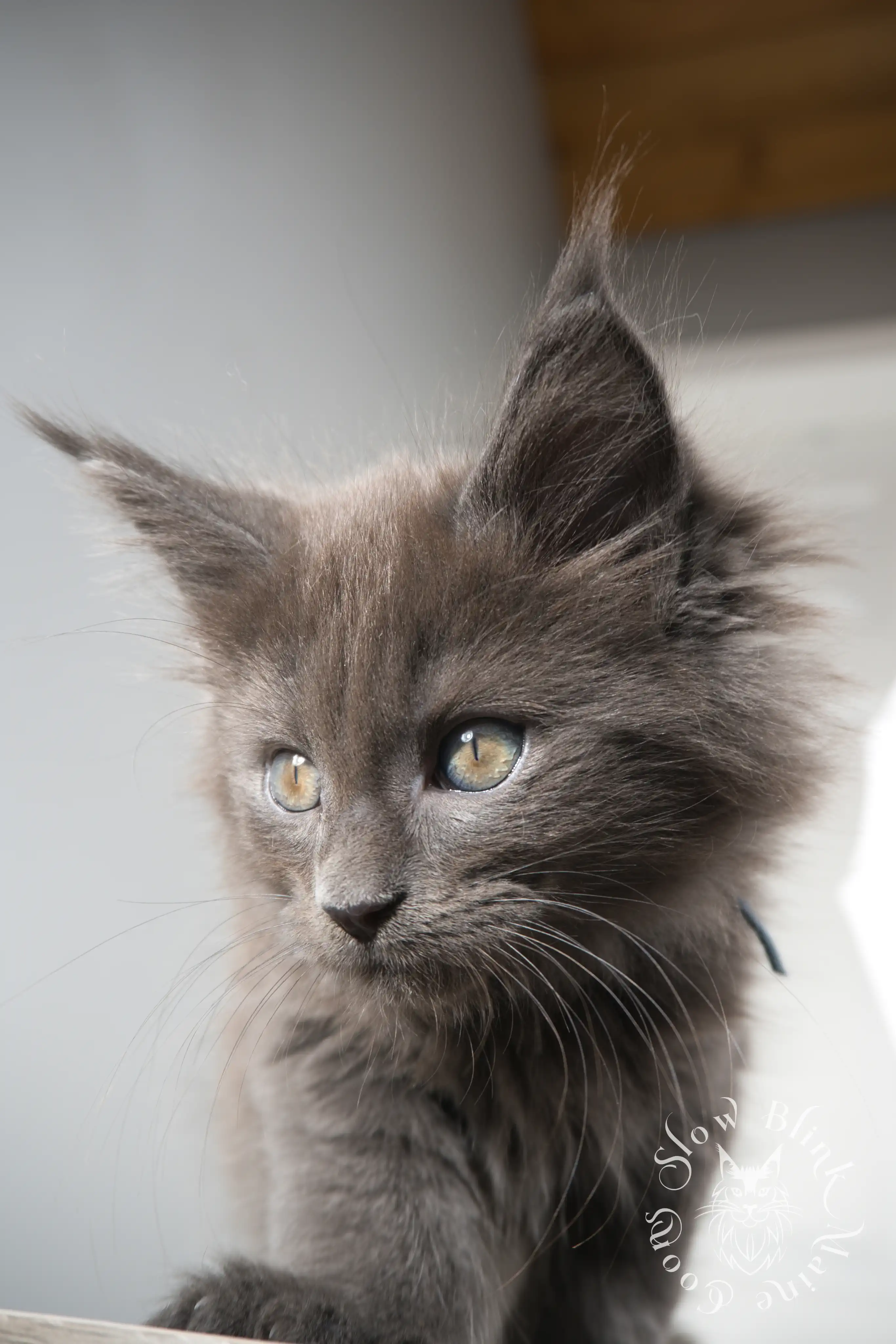 Blue Smoke Maine Coon Kittens > blue smoke | maine coon kitten | ems code as | slowblinkmainecoons | 151