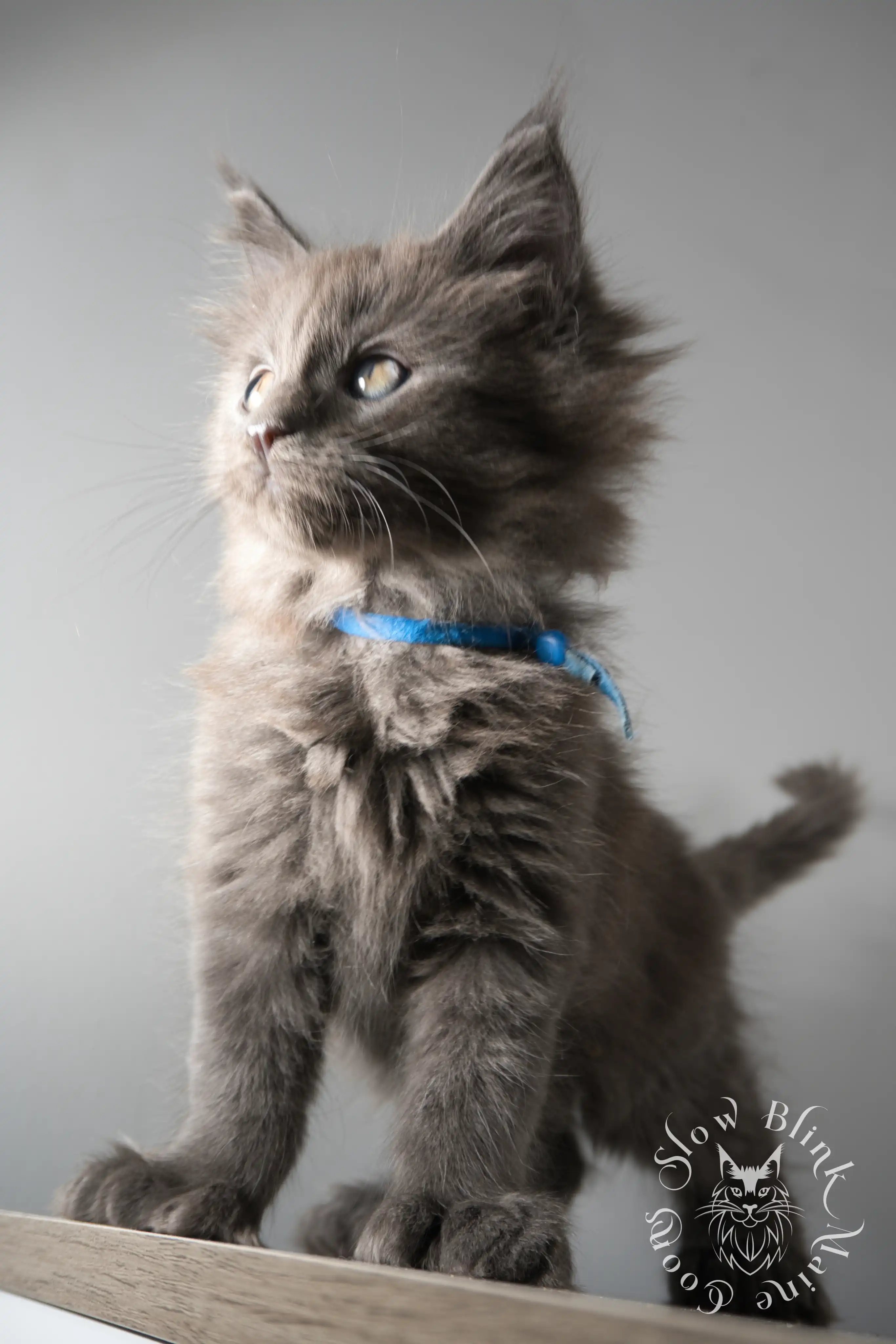 Blue Smoke Maine Coon Kittens > blue smoke | maine coon kitten | ems code as | slowblinkmainecoons | 152