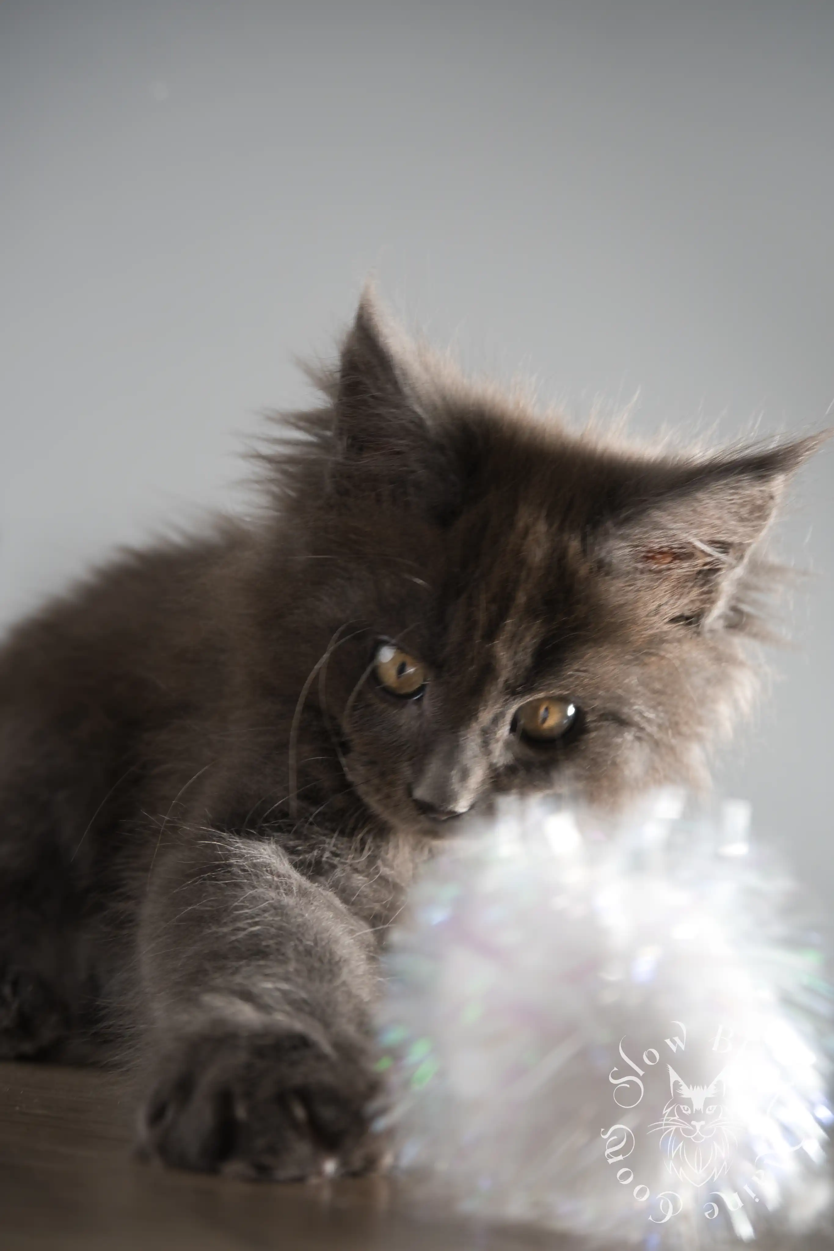 Blue Smoke Maine Coon Kittens > blue smoke | maine coon kitten | ems code as | slowblinkmainecoons | 153