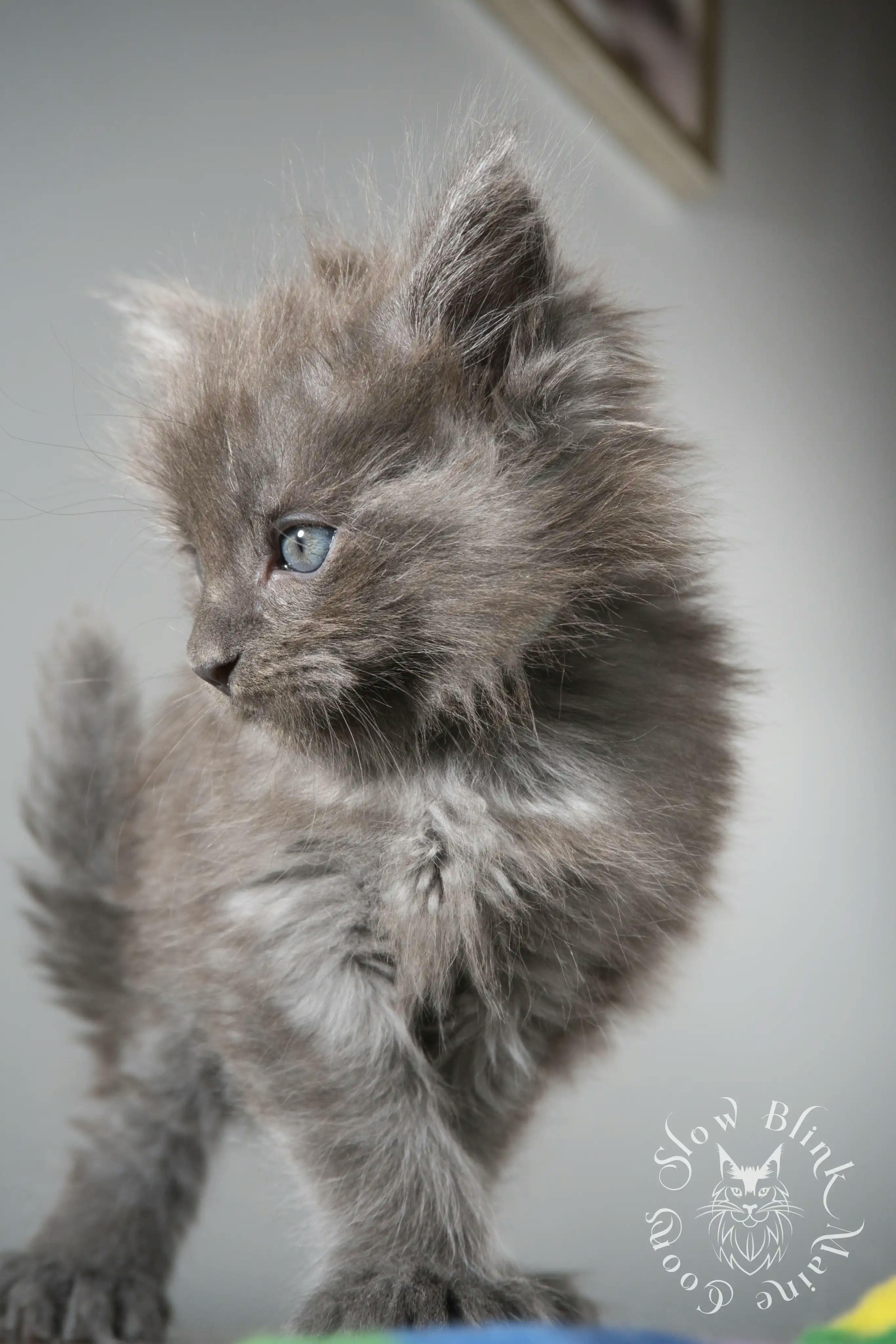 Blue Smoke Maine Coon Kittens > blue smoke | maine coon kitten | ems code as | slowblinkmainecoons | 154