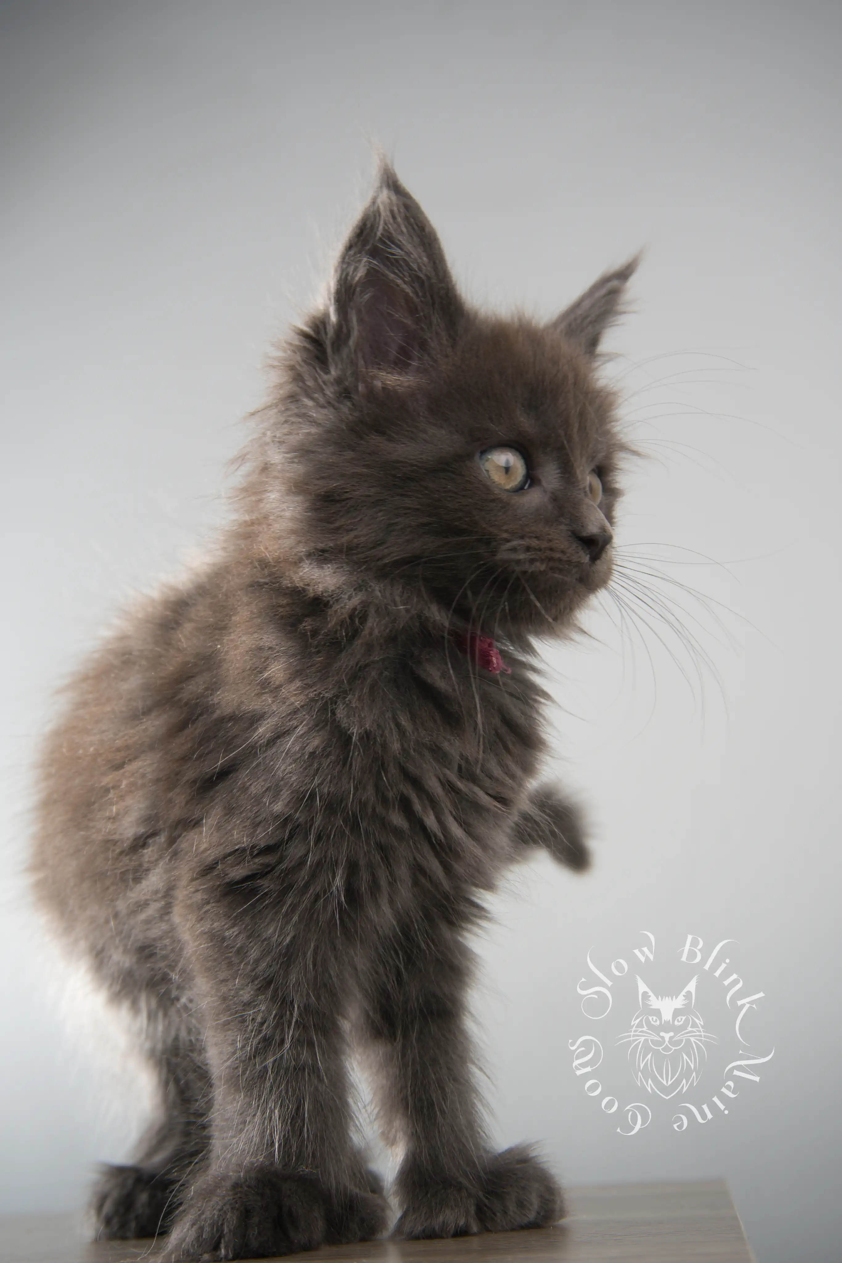 Blue Smoke Maine Coon Kittens > blue smoke | maine coon kitten | ems code as | slowblinkmainecoons | 155