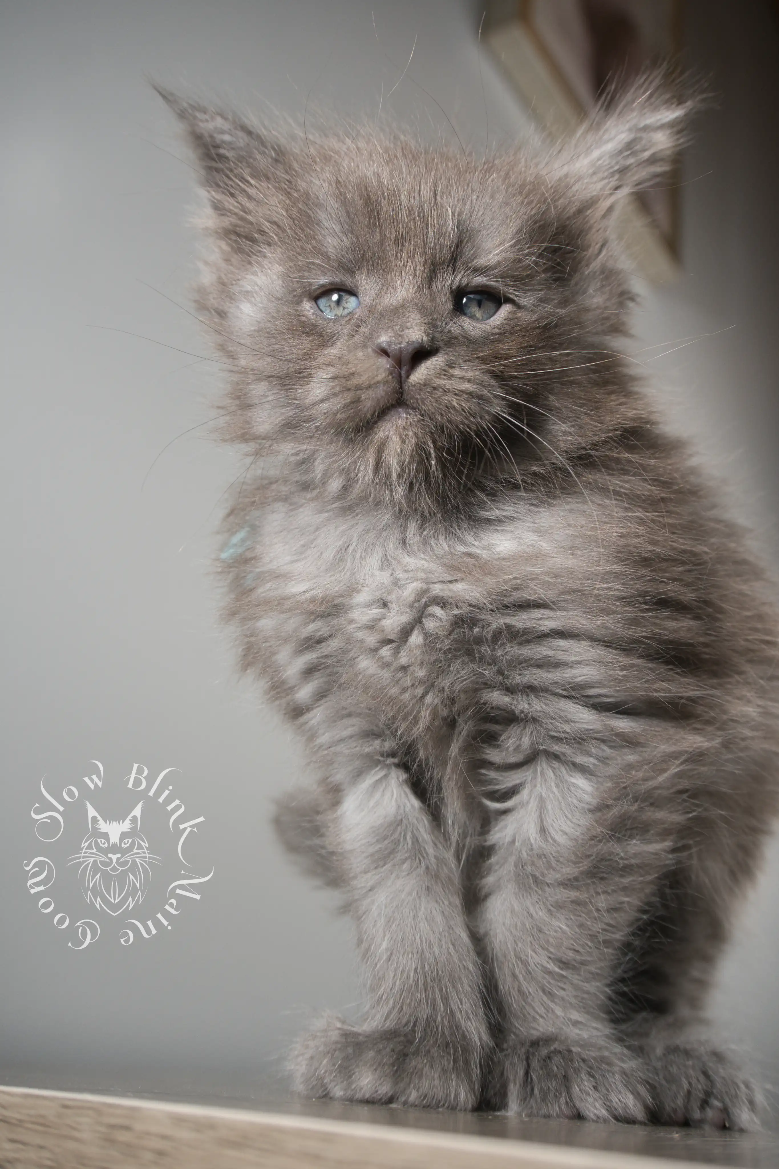 Blue Smoke Maine Coon Kittens > blue smoke | maine coon kitten | ems code as | slowblinkmainecoons | 156