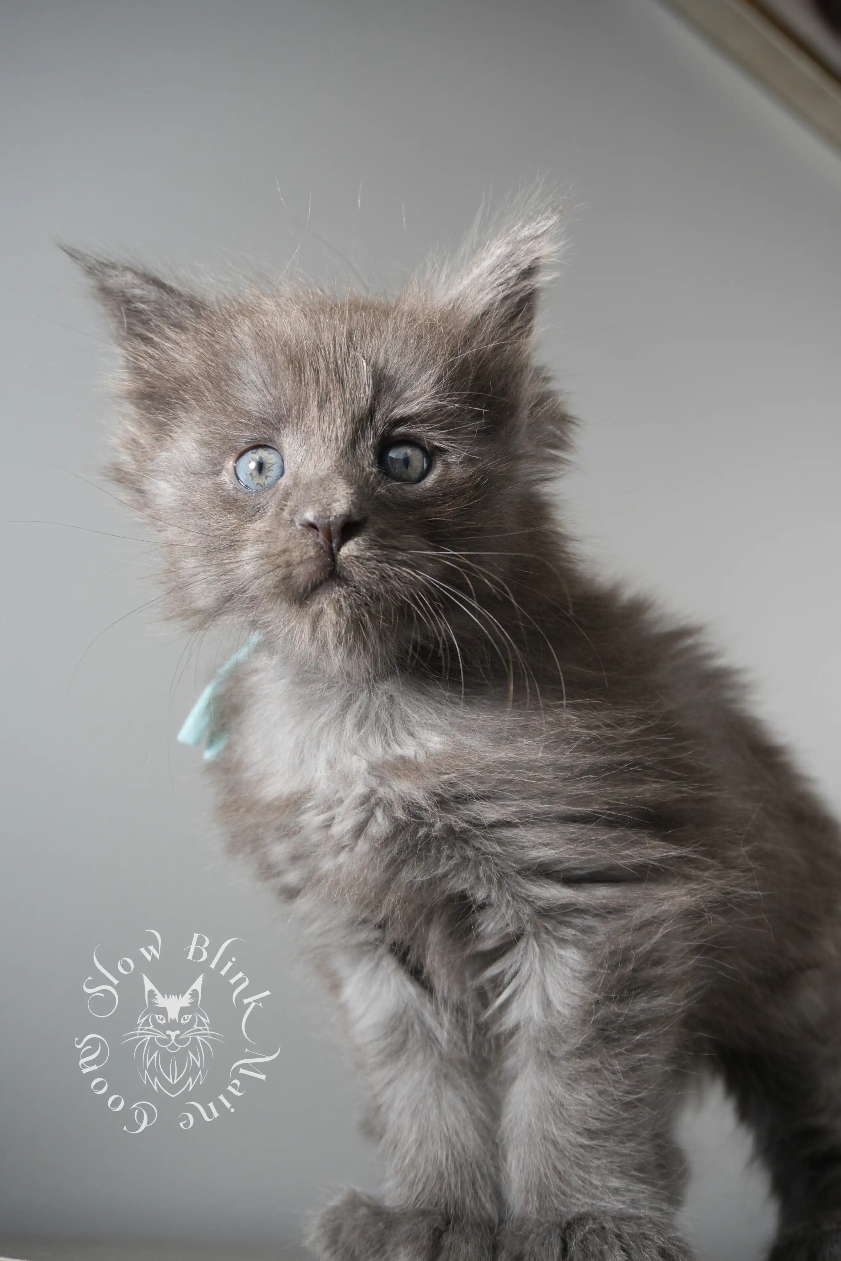 Blue Smoke Maine Coon Kittens > blue smoke | maine coon kitten | ems code as | slowblinkmainecoons | 157