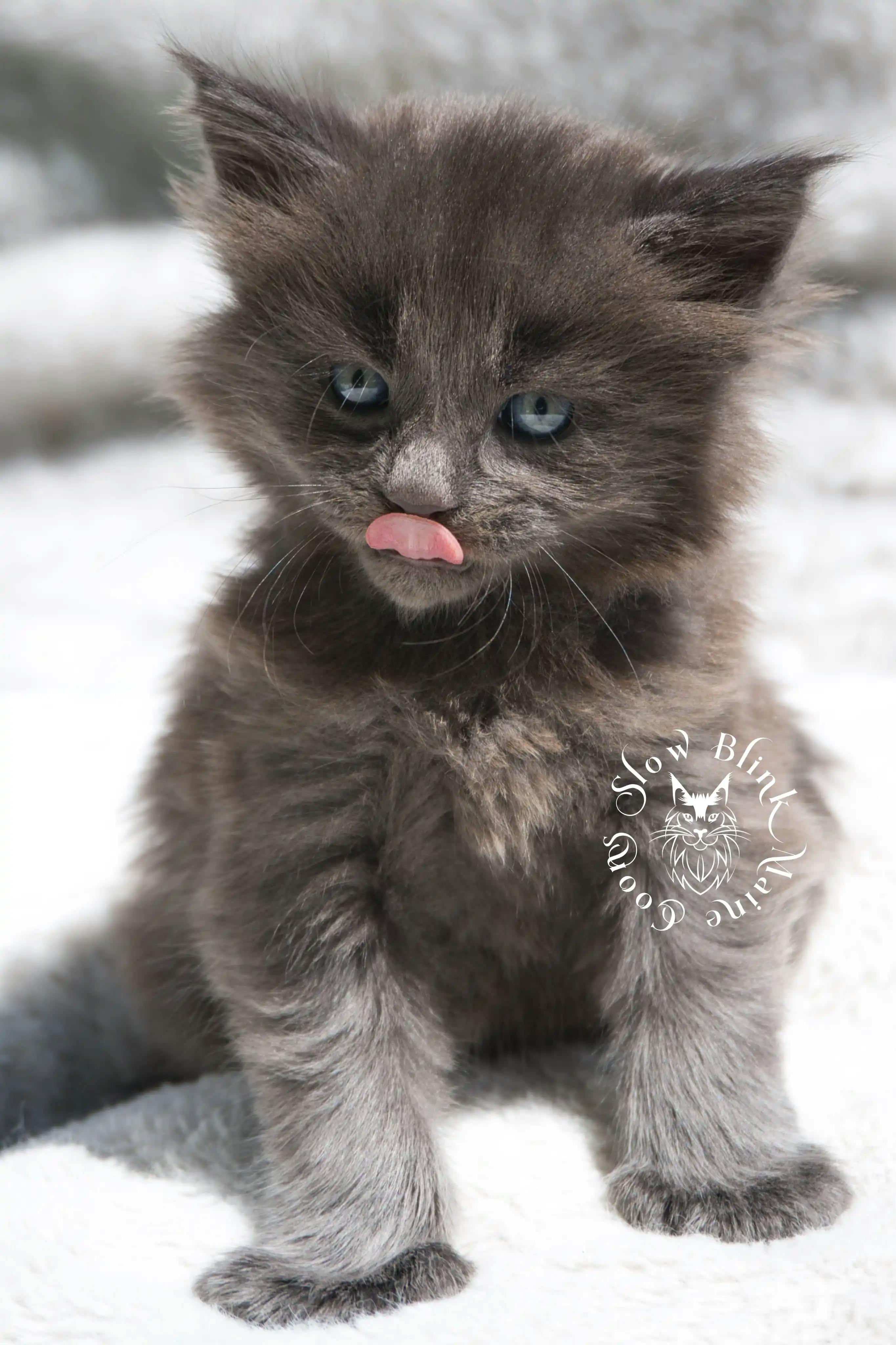 Blue Smoke Maine Coon kitten for sale (now sold or kept in the cattery) photo