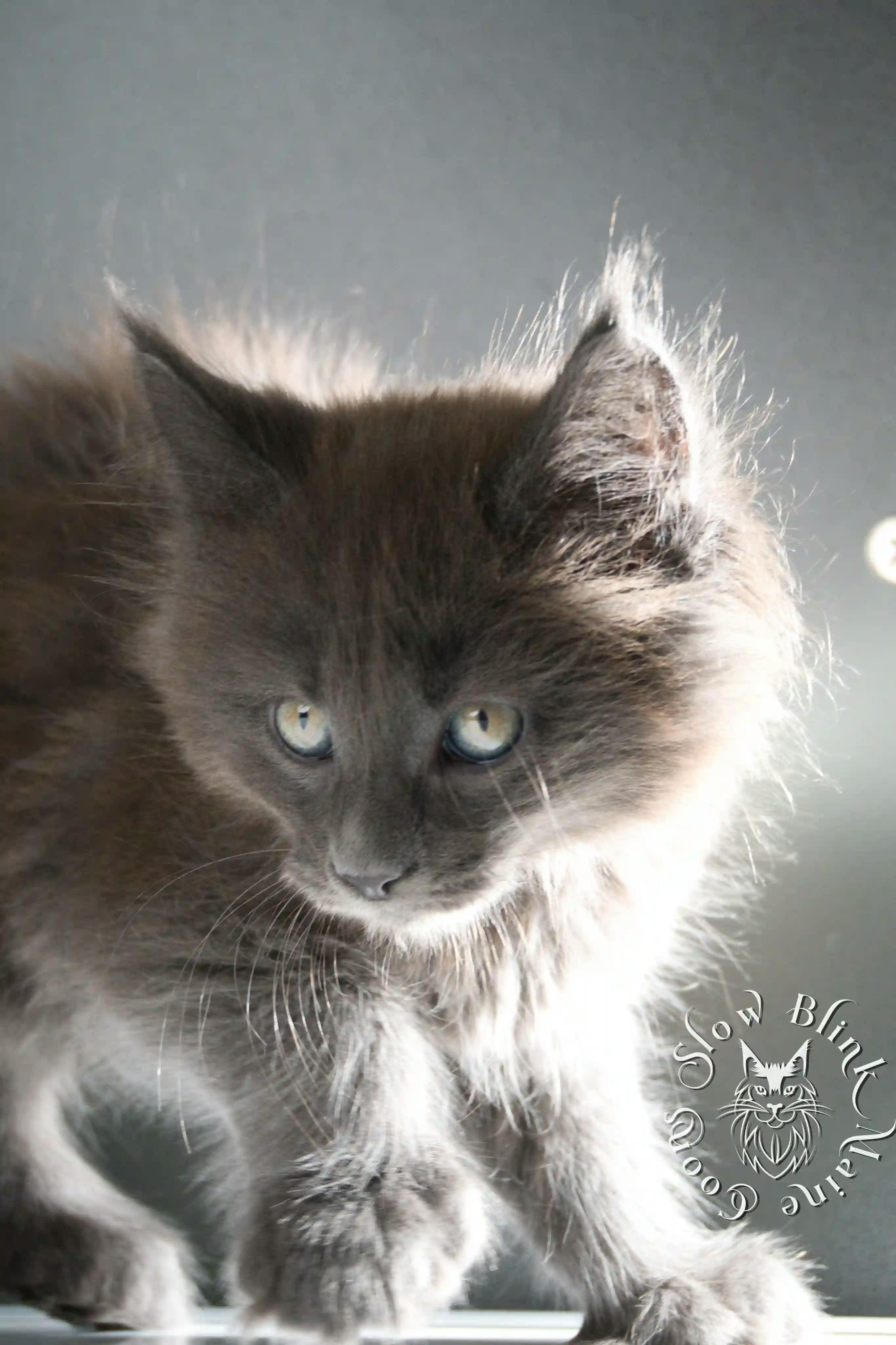 Blue Smoke Maine Coon kitten for sale (now sold or kept in the cattery) photo