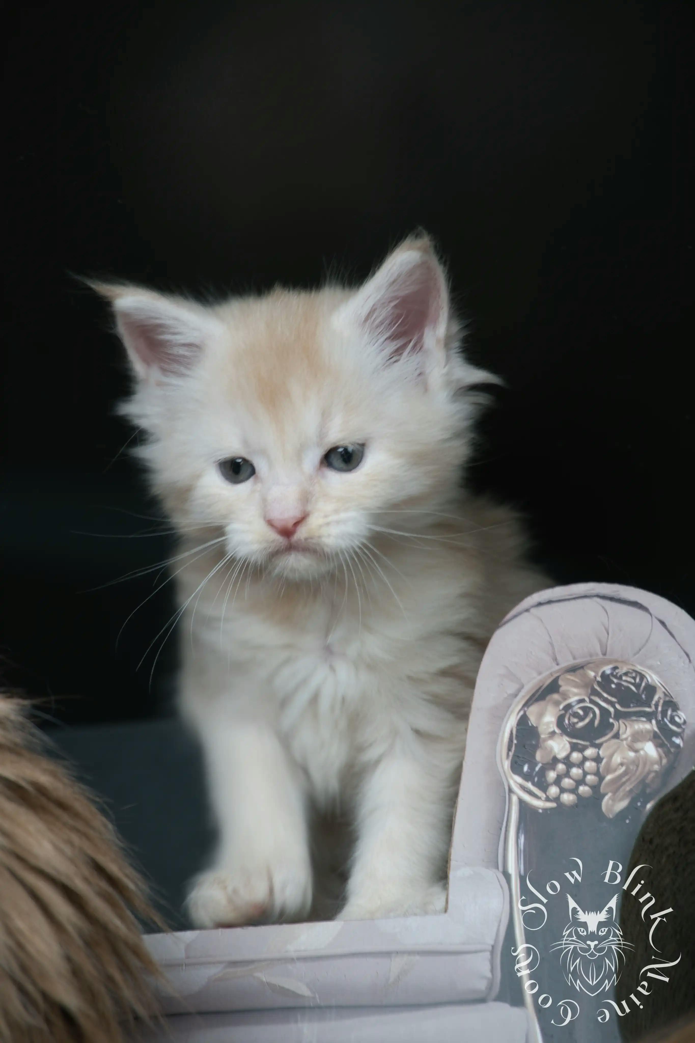 Cream Maine Coon Kittens > silver cream maine coon kitten | slowblinkmainecoons | ems code e es es 21 25 1