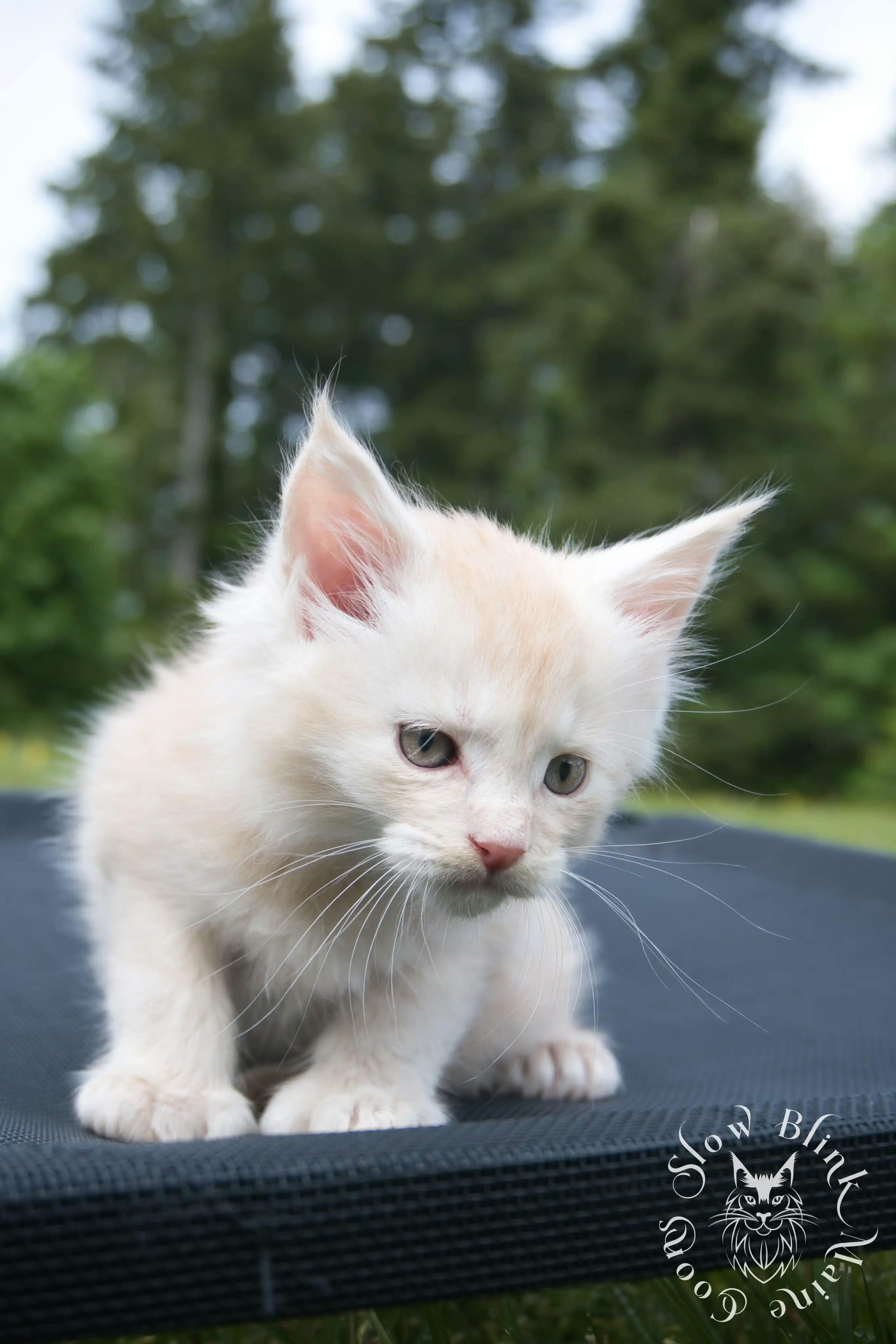 Cream Maine Coon Kittens > silver cream maine coon kitten | slowblinkmainecoons | ems code e es es 21 25 2