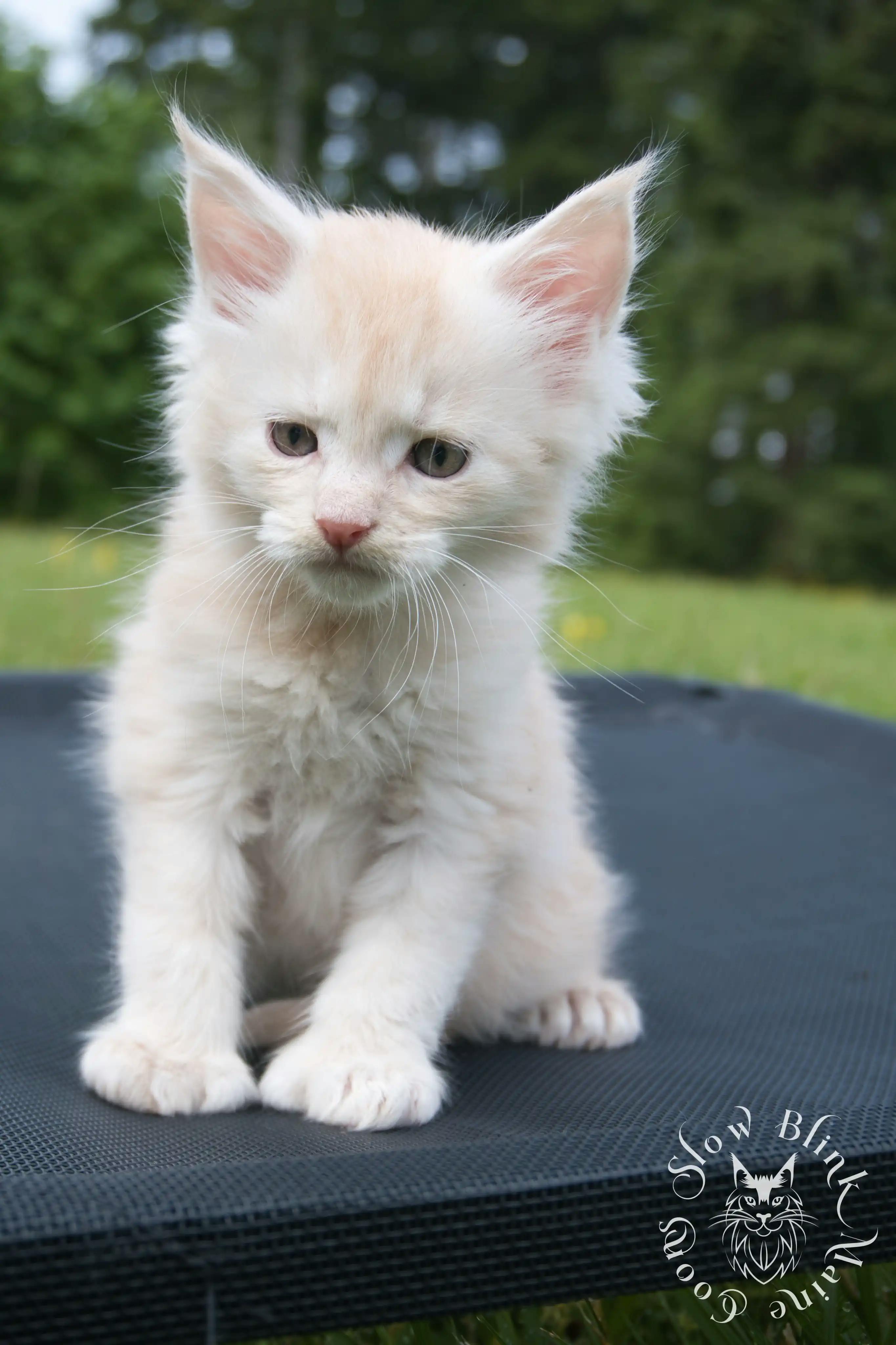 Cream Maine Coon Kittens > silver cream maine coon kitten | slowblinkmainecoons | ems code e es es 21 25 3