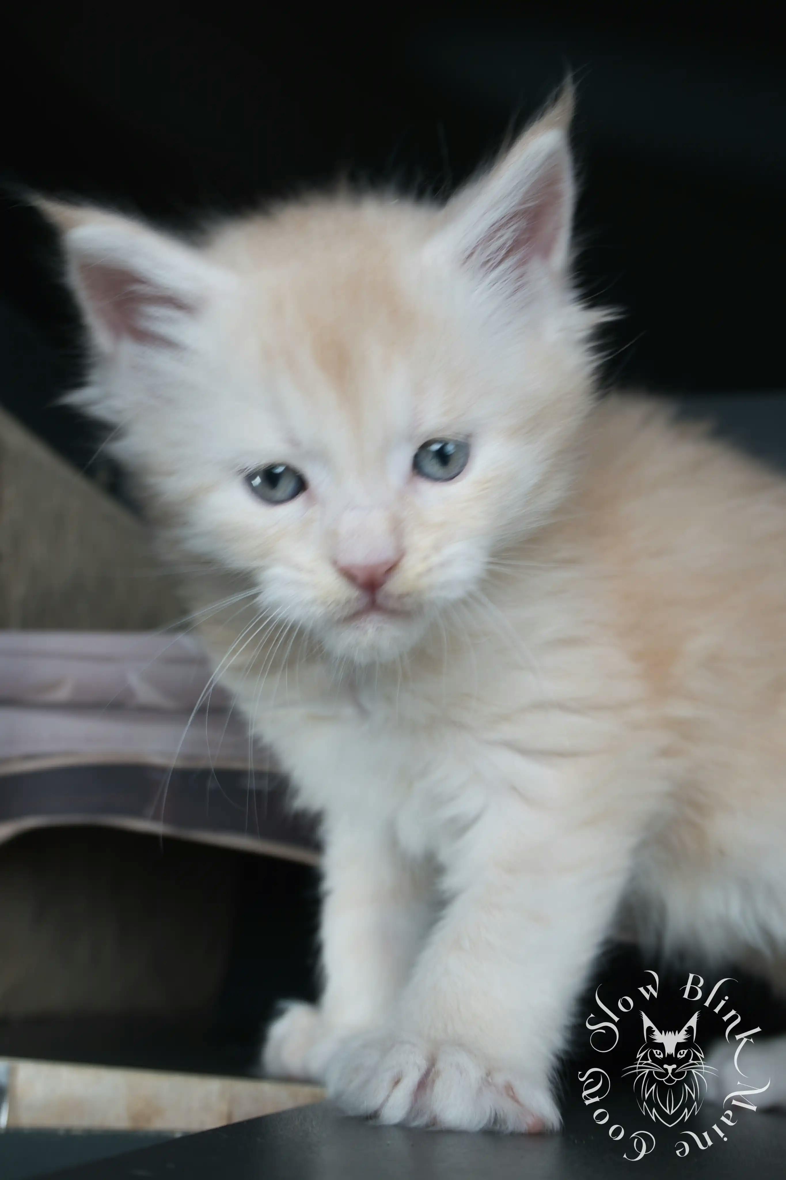 Cream Maine Coon Kittens > silver cream maine coon kitten | slowblinkmainecoons | ems code e es es 21 25 5