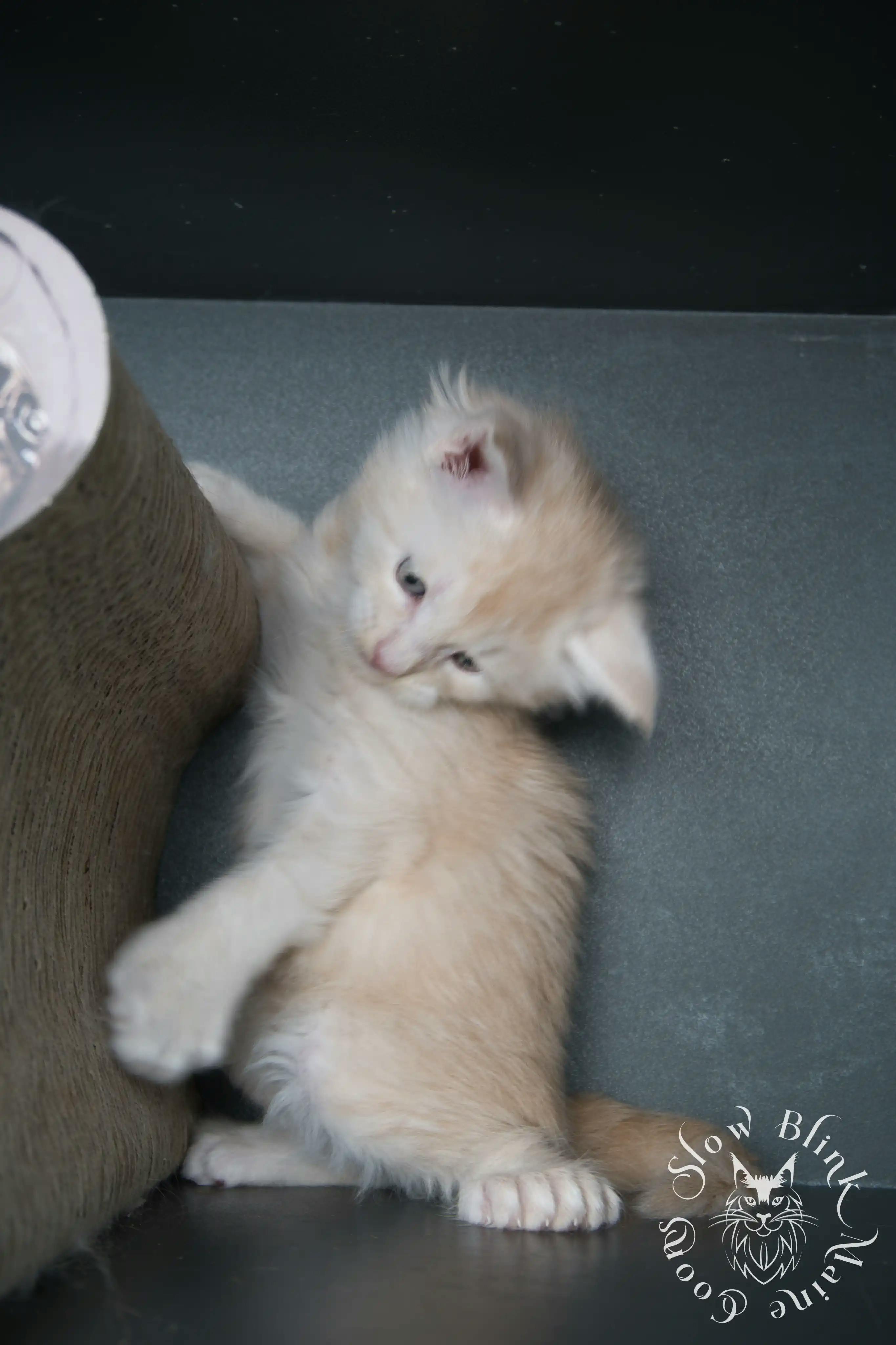 Cream Maine Coon Kittens > silver cream maine coon kitten | slowblinkmainecoons | ems code e es es 21 25 6