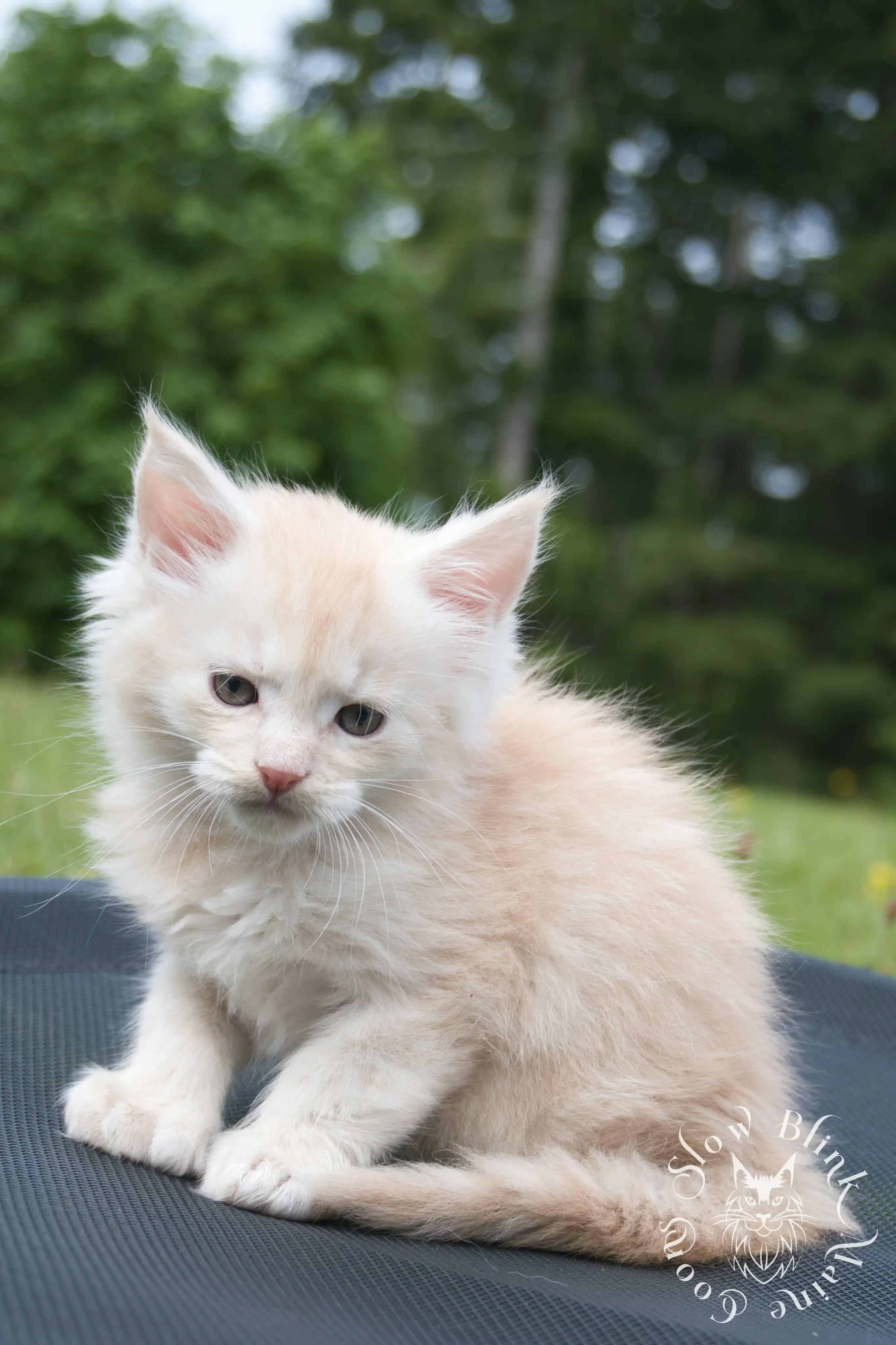 Cream Maine Coon Kittens > silver cream maine coon kitten | slowblinkmainecoons | ems code e es es 21 25 7