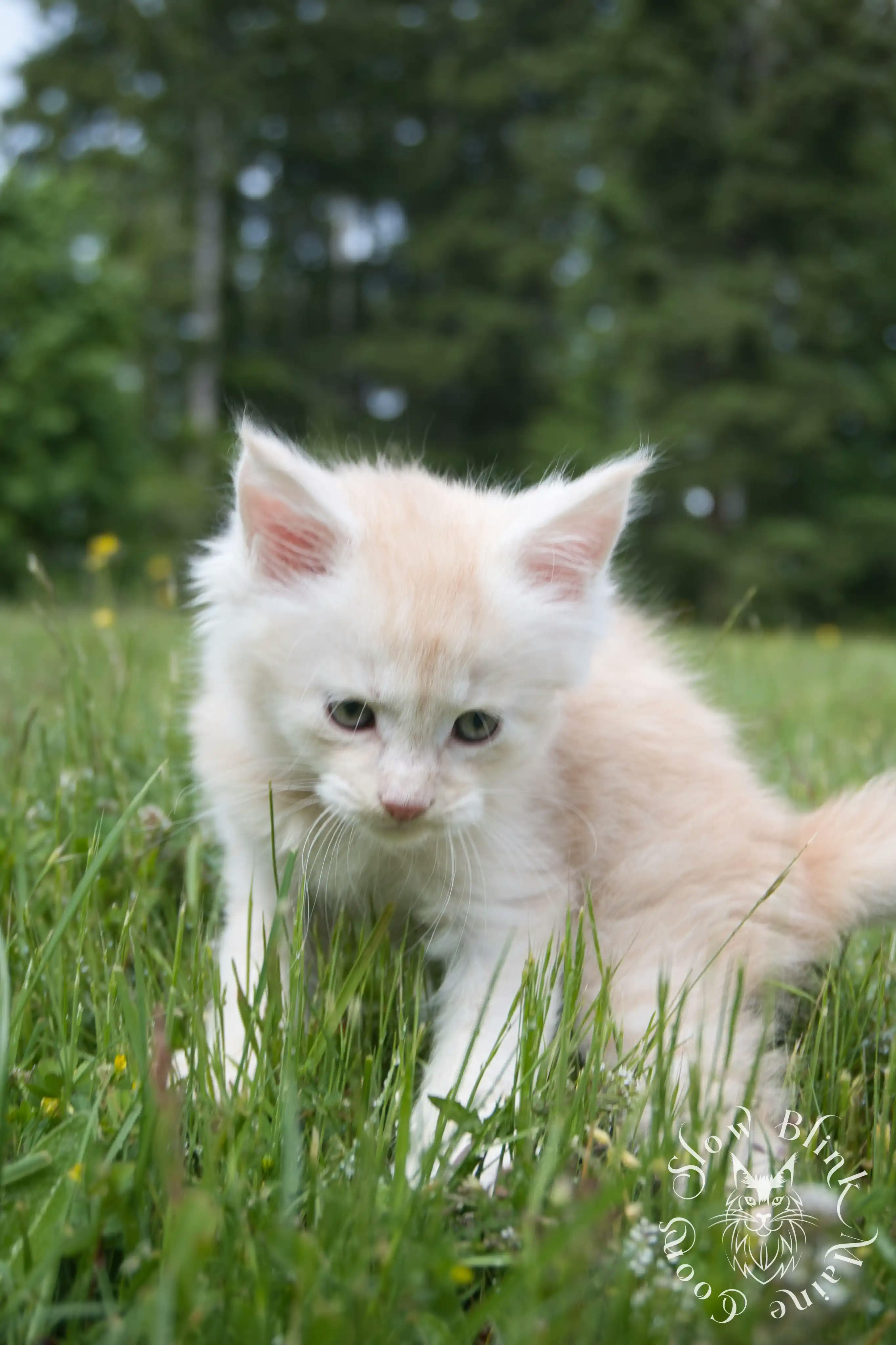 Cream Maine Coon Kittens > silver cream maine coon kitten | slowblinkmainecoons | ems code e es es 21 25 8