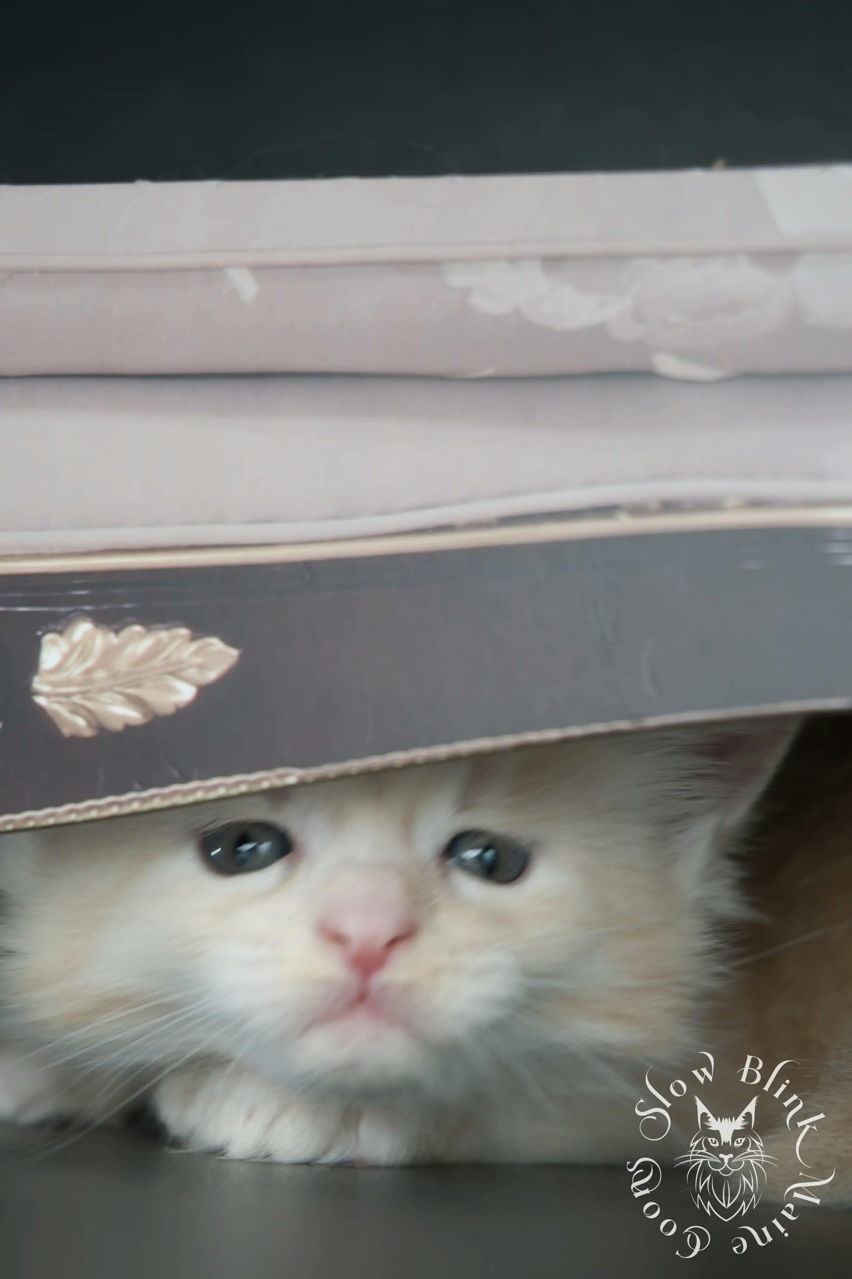 Cream Maine Coon Kittens > silver cream maine coon kitten | slowblinkmainecoons | ems code e es es 21 25
