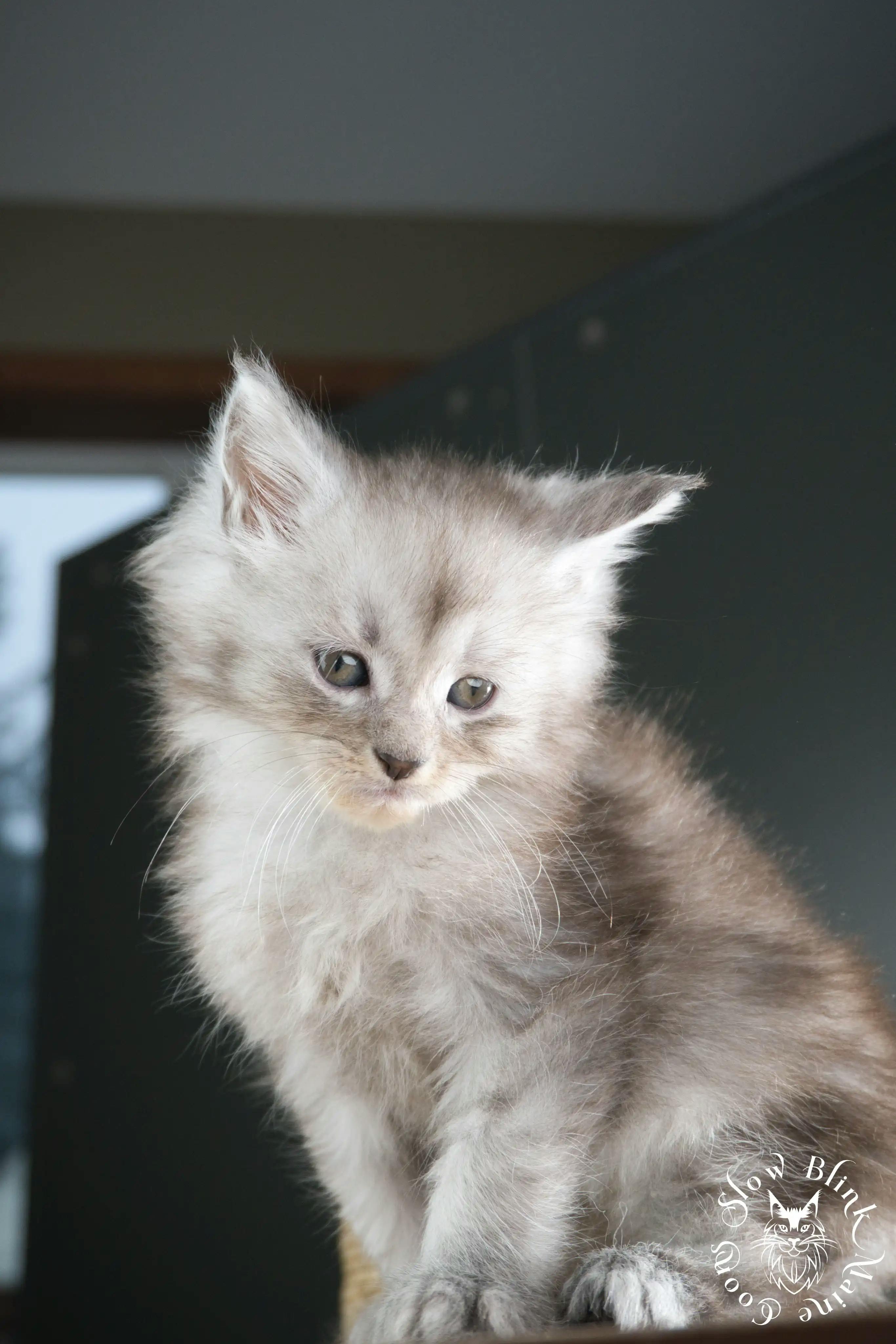 High Silver Maine Coon Kittens > black silver tabby maine coon kitten | ems code ns 22 23 24 25 | slowblinkmainecoons | 1000