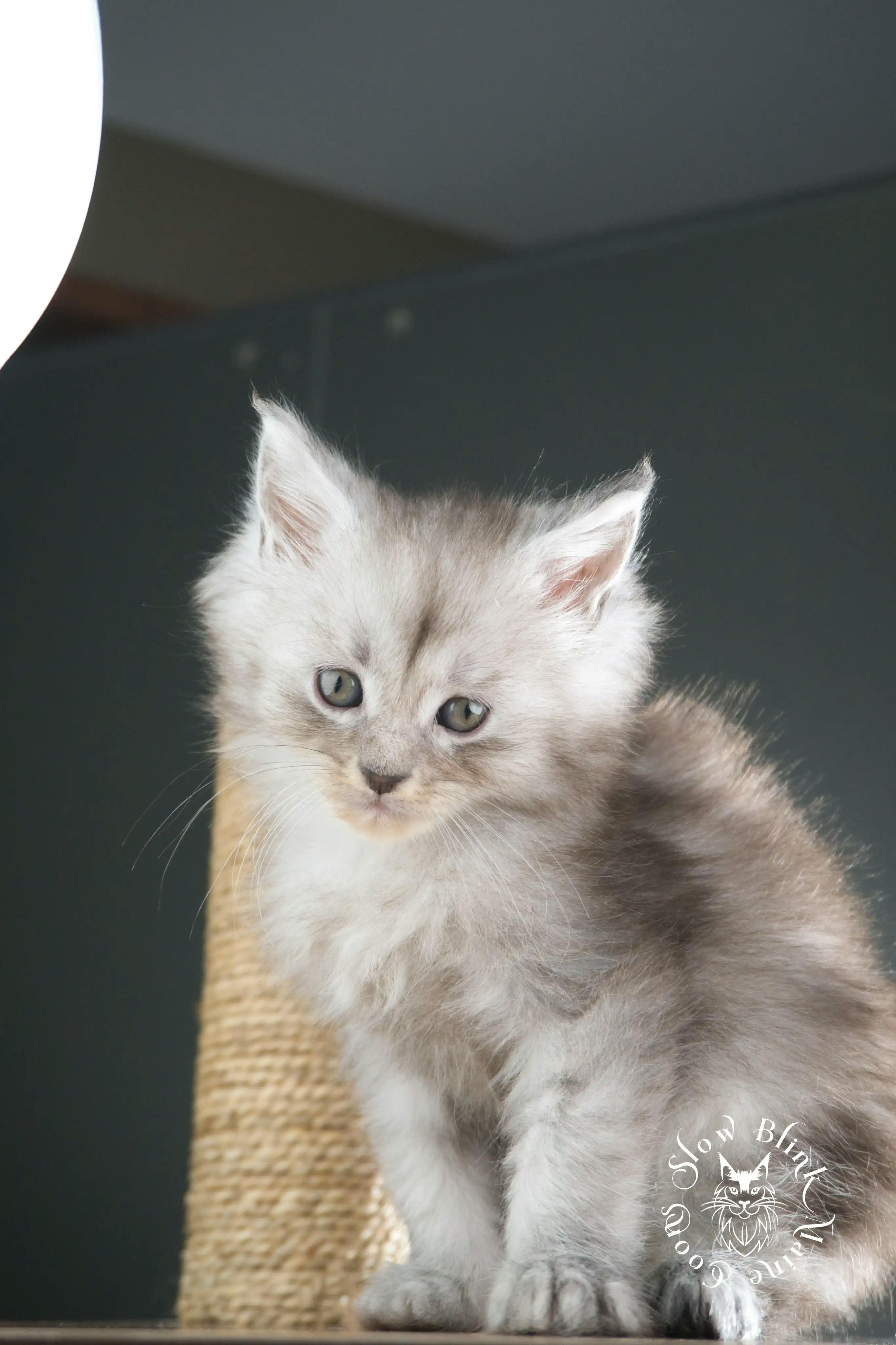 High Silver Maine Coon Kittens > black silver tabby maine coon kitten | ems code ns 22 23 24 25 | slowblinkmainecoons | 1002