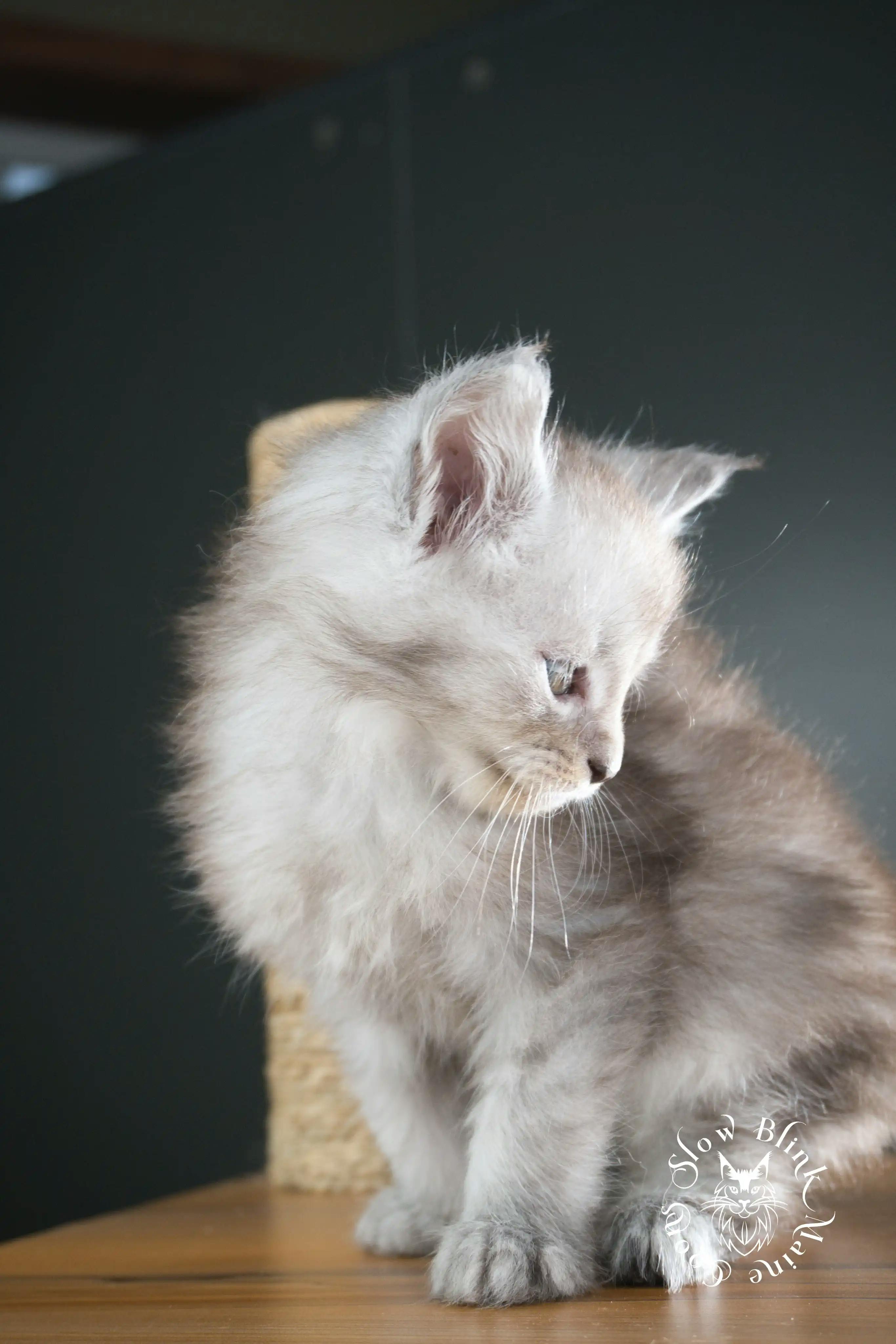 High Silver Maine Coon Kittens > black silver tabby maine coon kitten | ems code ns 22 23 24 25 | slowblinkmainecoons | 1003