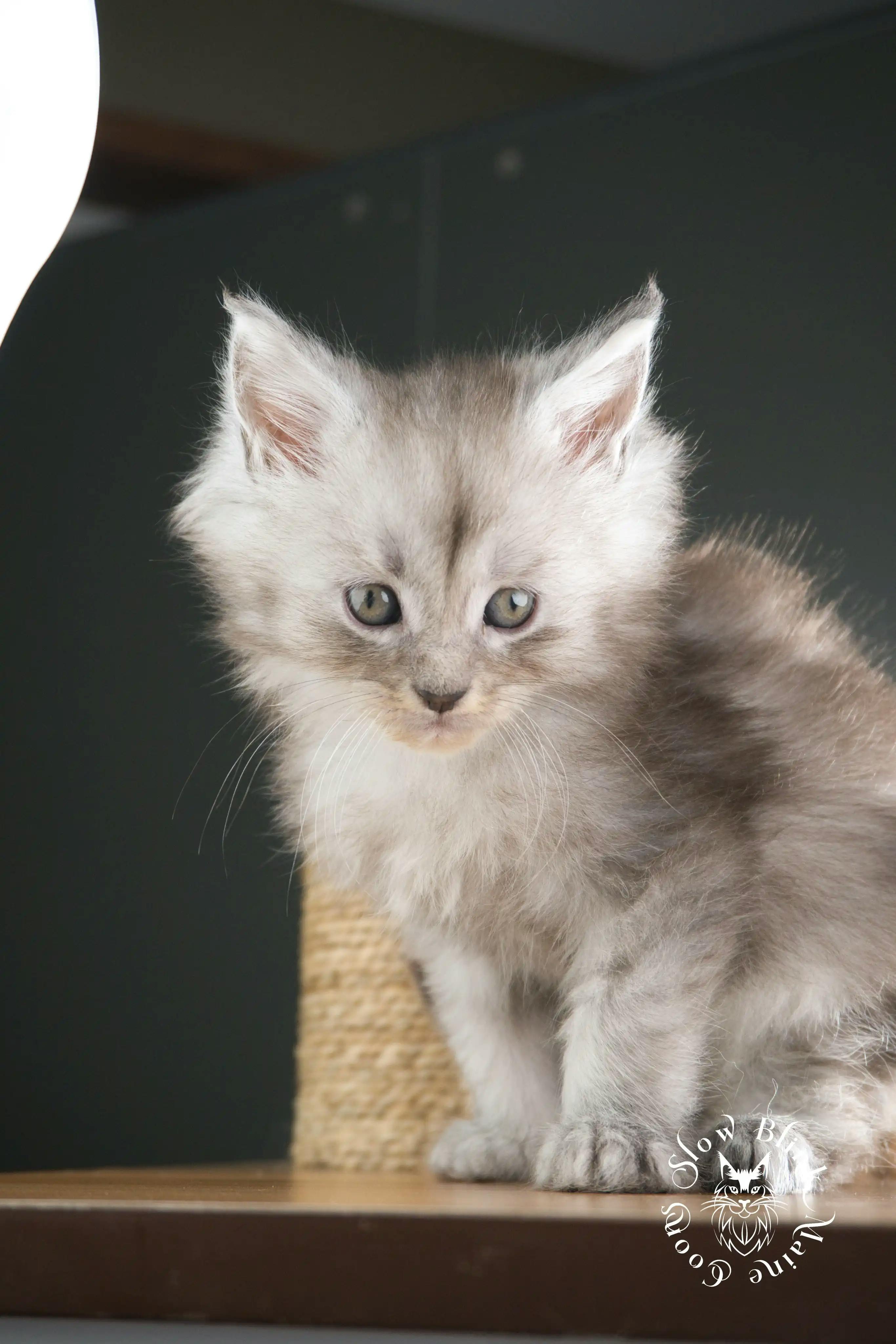 High Silver Maine Coon Kittens > black silver tabby maine coon kitten | ems code ns 22 23 24 25 | slowblinkmainecoons | 1004