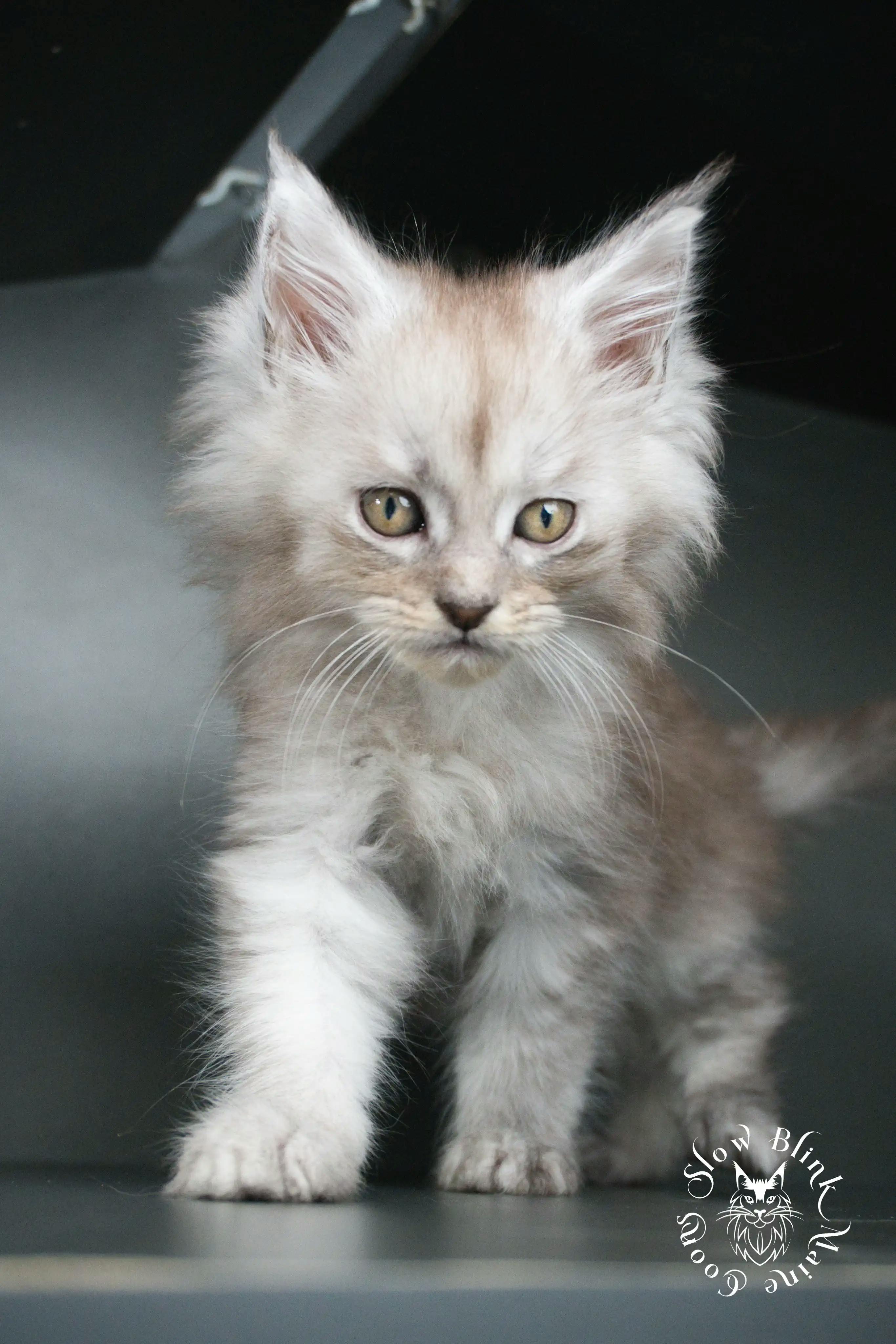 High Silver Maine Coon Kittens > black silver tabby maine coon kitten | ems code ns 22 23 24 25 | slowblinkmainecoons | 374