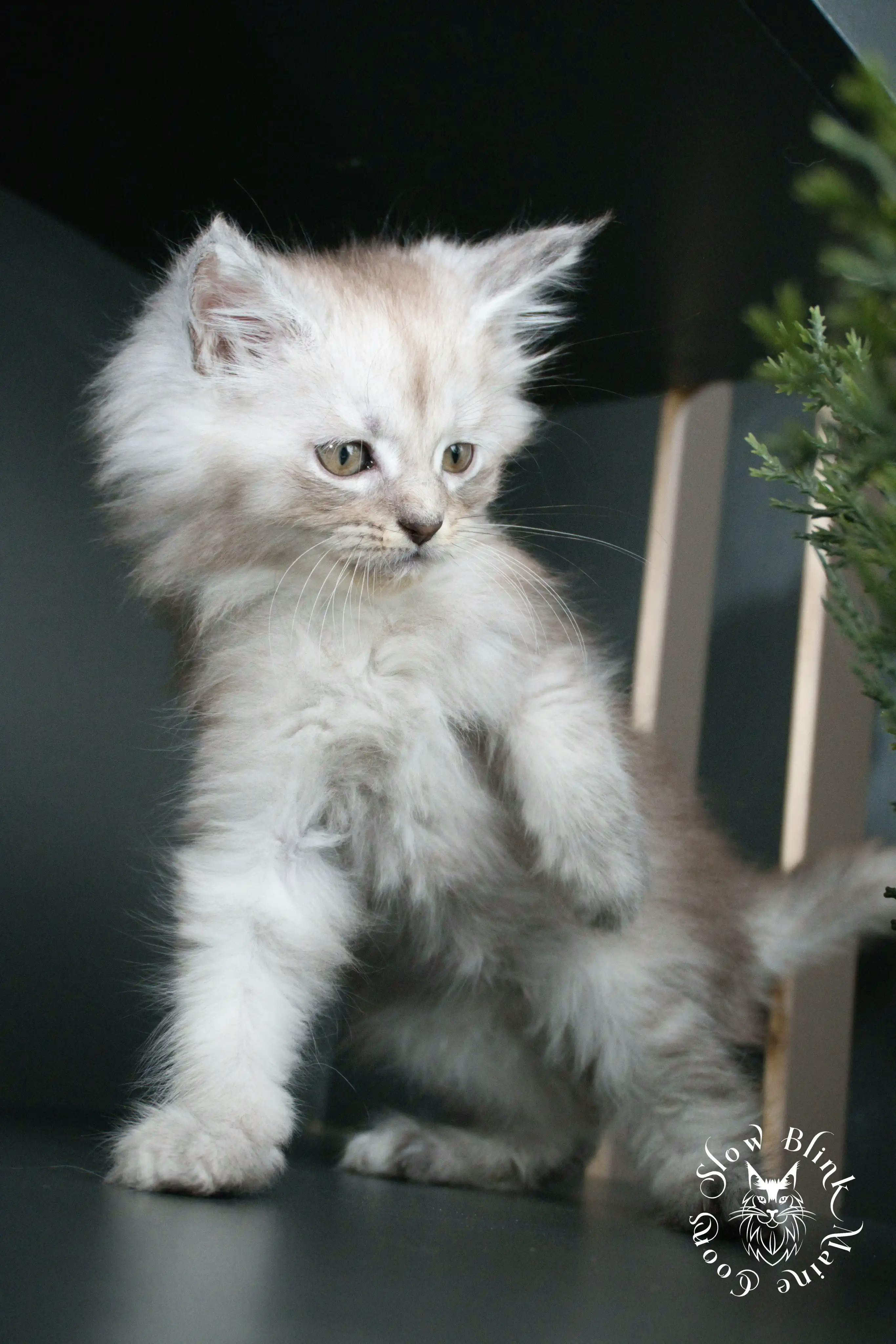 High Silver Maine Coon Kittens > black silver tabby maine coon kitten | ems code ns 22 23 24 25 | slowblinkmainecoons | 376