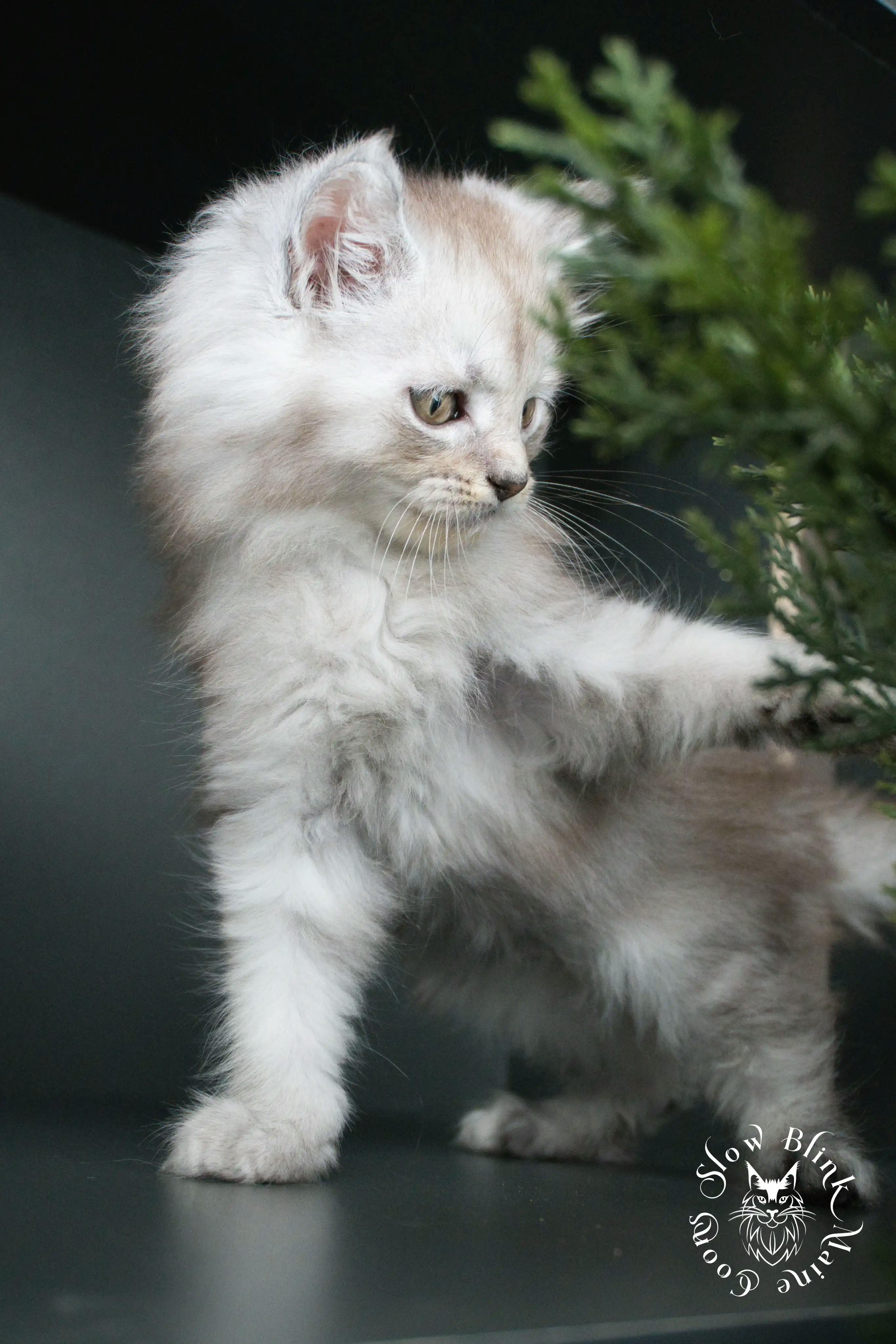 High Silver Maine Coon Kittens > black silver tabby maine coon kitten | ems code ns 22 23 24 25 | slowblinkmainecoons | 377