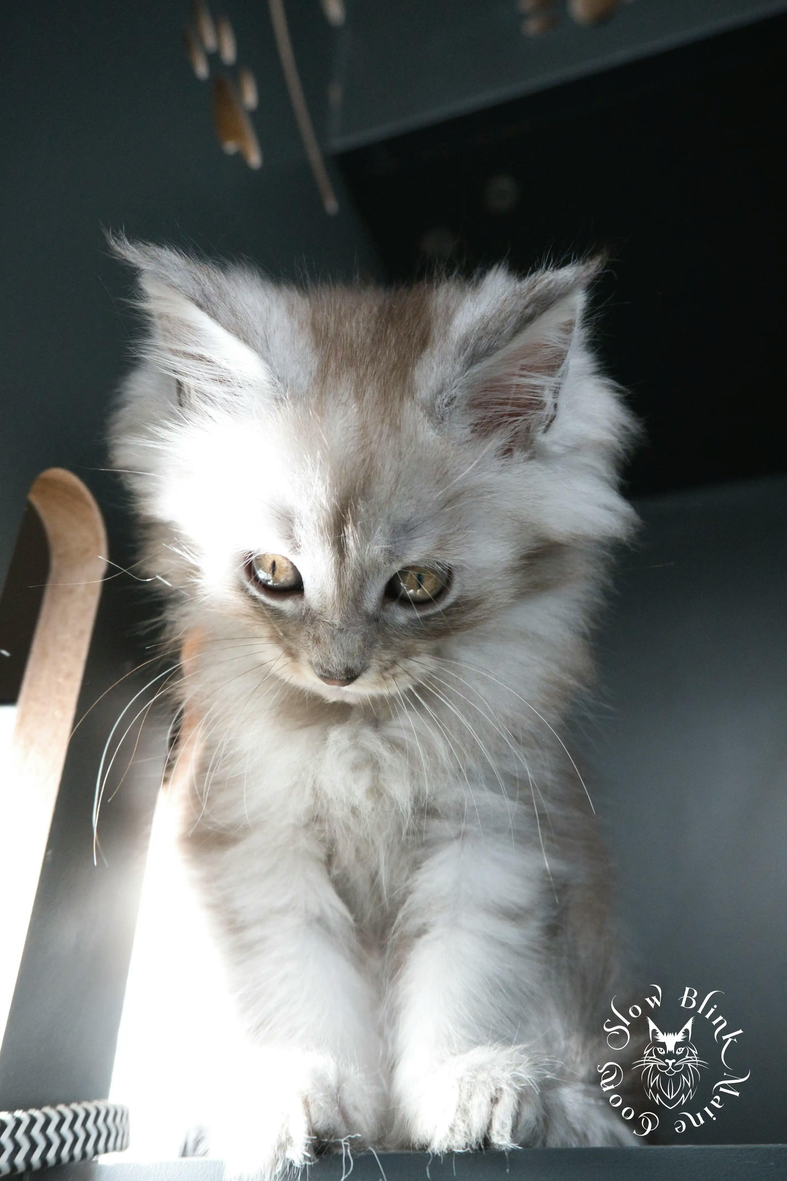 High Silver Maine Coon Kittens > black silver tabby maine coon kitten | ems code ns 22 23 24 25 | slowblinkmainecoons | 379