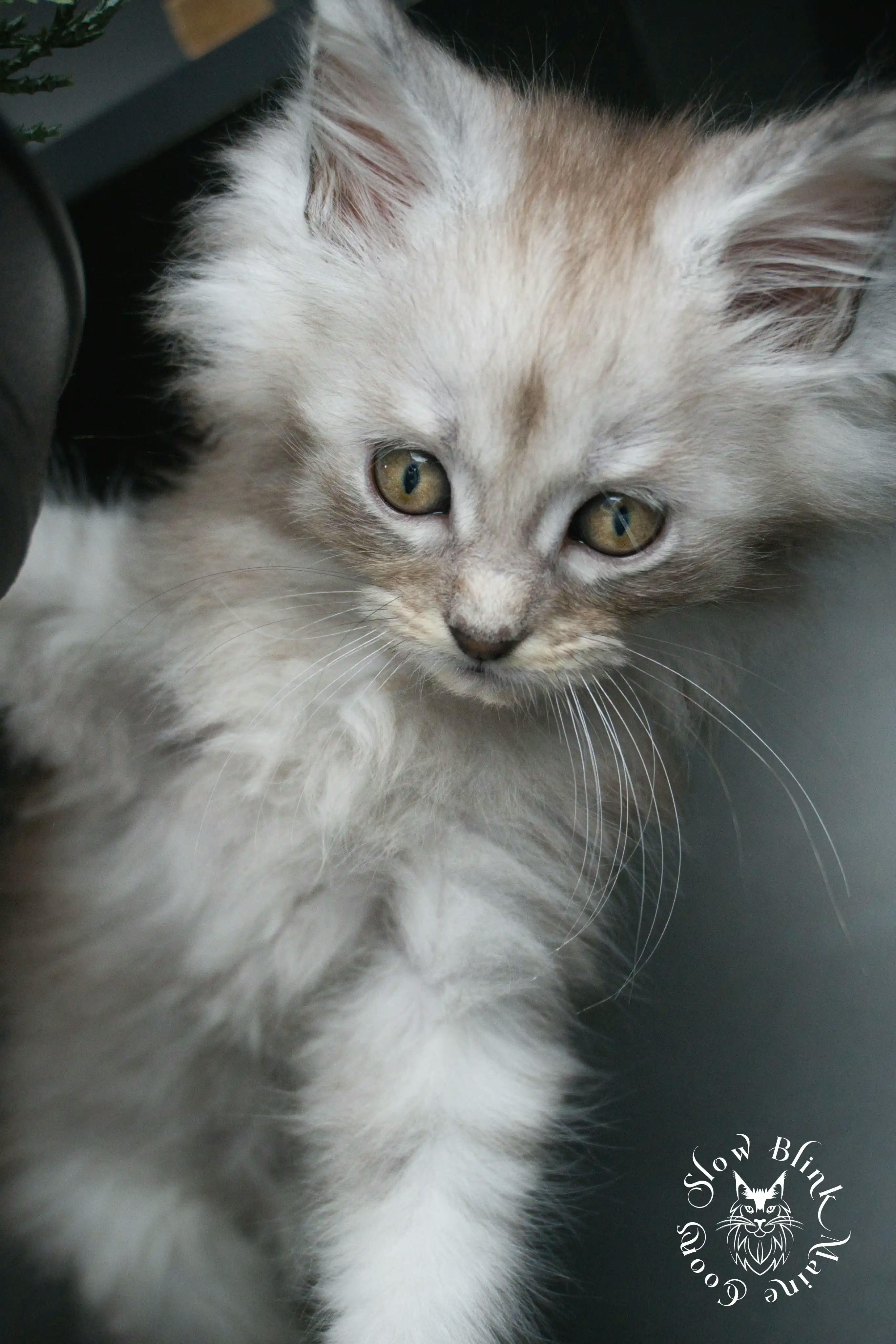 High Silver Maine Coon Kittens > black silver tabby maine coon kitten | ems code ns 22 23 24 25 | slowblinkmainecoons | 382