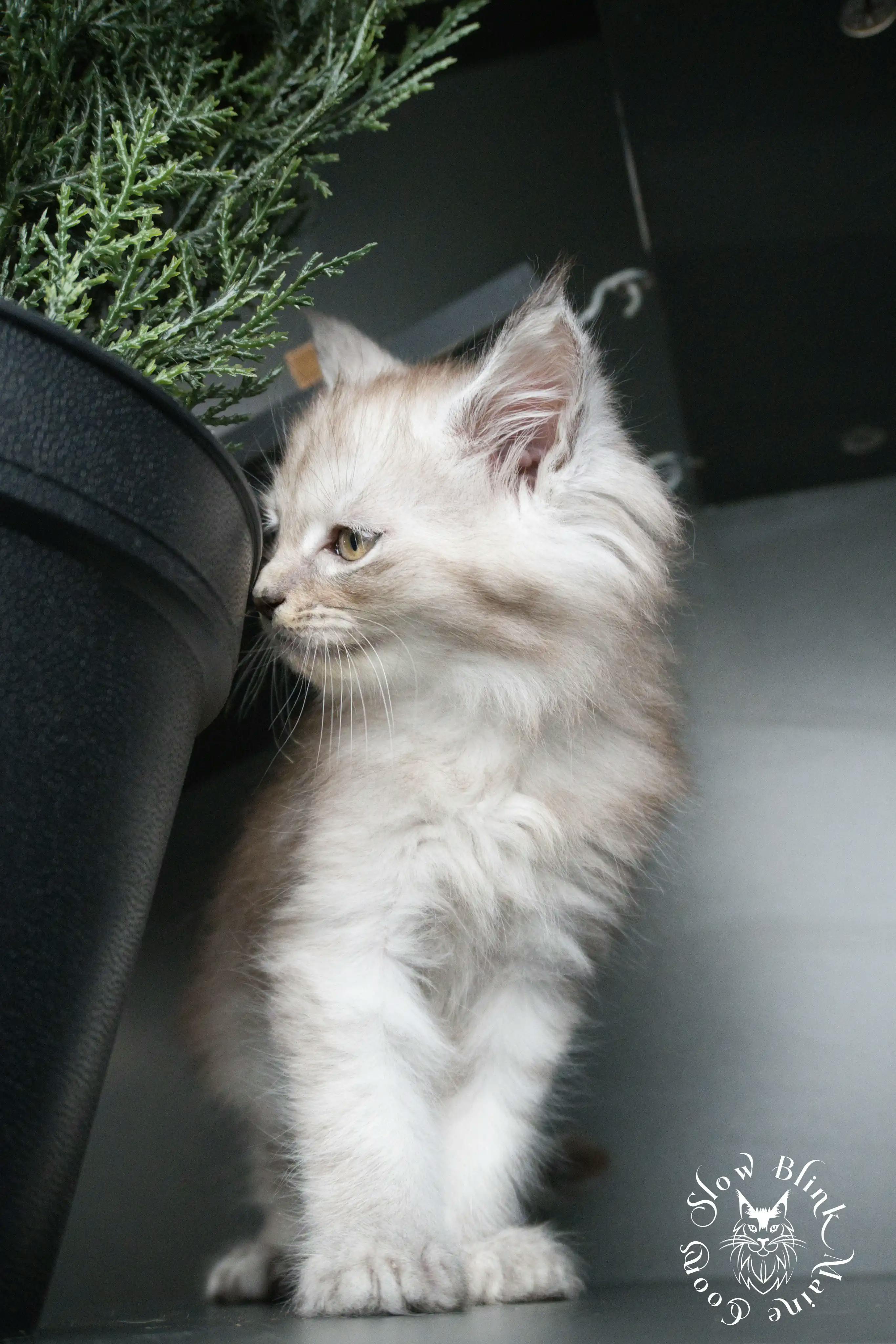 High Silver Maine Coon Kittens > black silver tabby maine coon kitten | ems code ns 22 23 24 25 | slowblinkmainecoons | 387