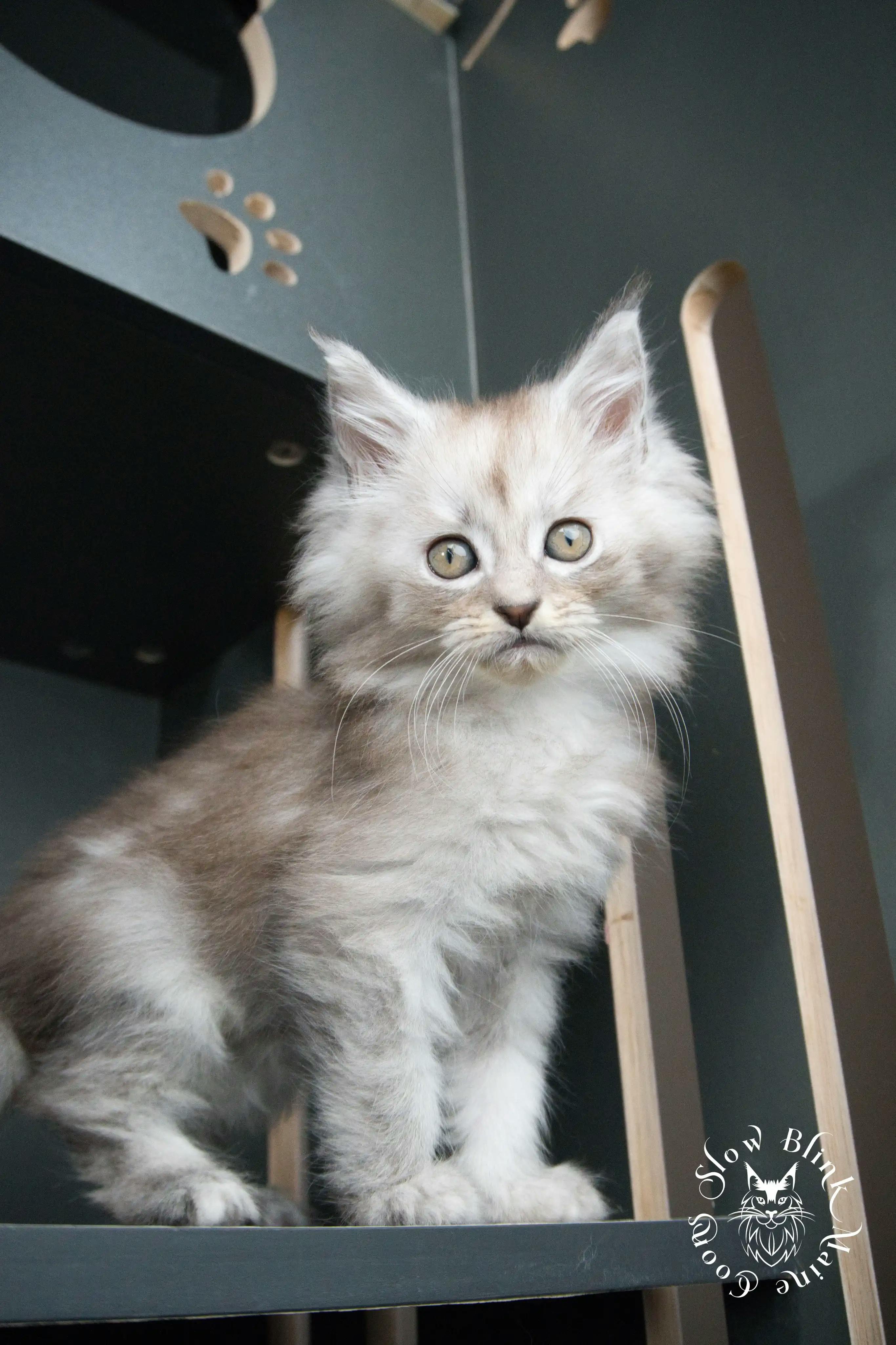High Silver Maine Coon Kittens > black silver tabby maine coon kitten | ems code ns 22 23 24 25 | slowblinkmainecoons | 394