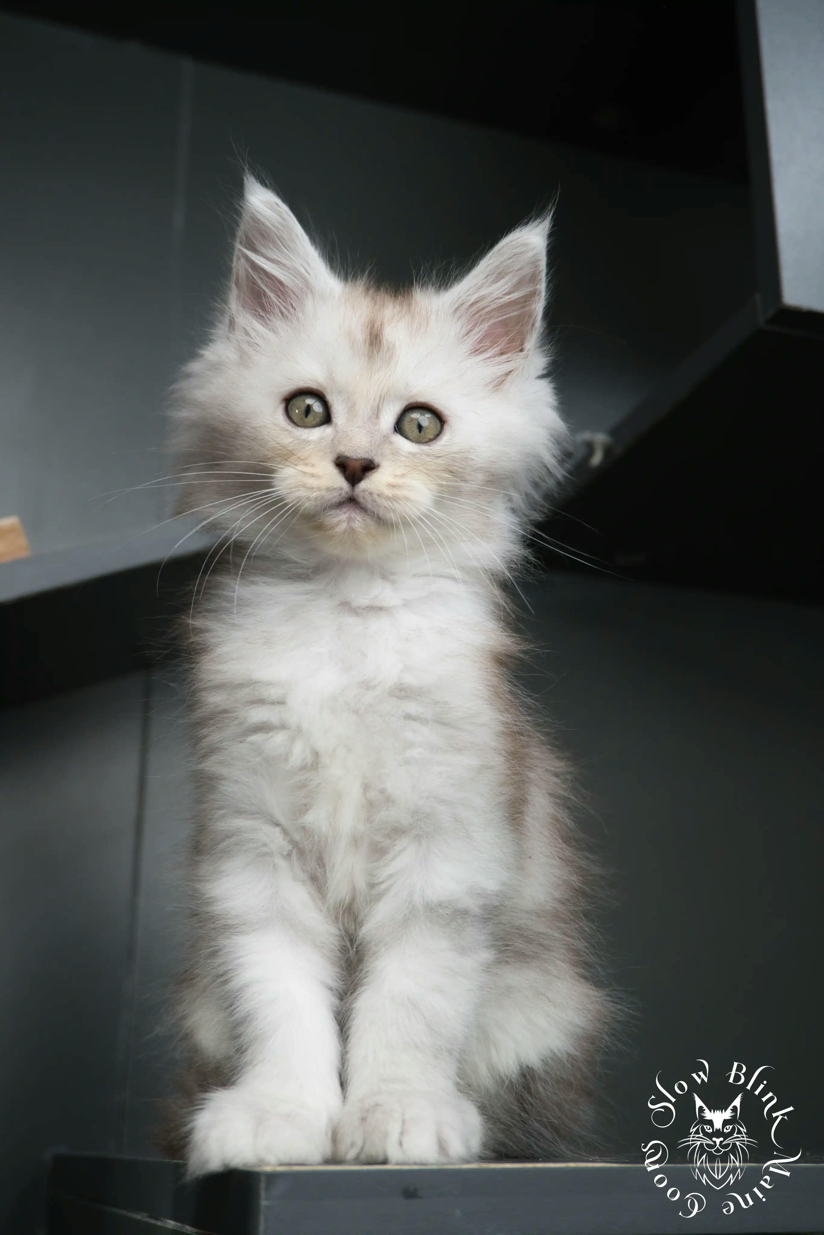 High Silver Maine Coon Kittens > black silver tabby maine coon kitten | ems code ns 22 23 24 25 | slowblinkmainecoons | 456