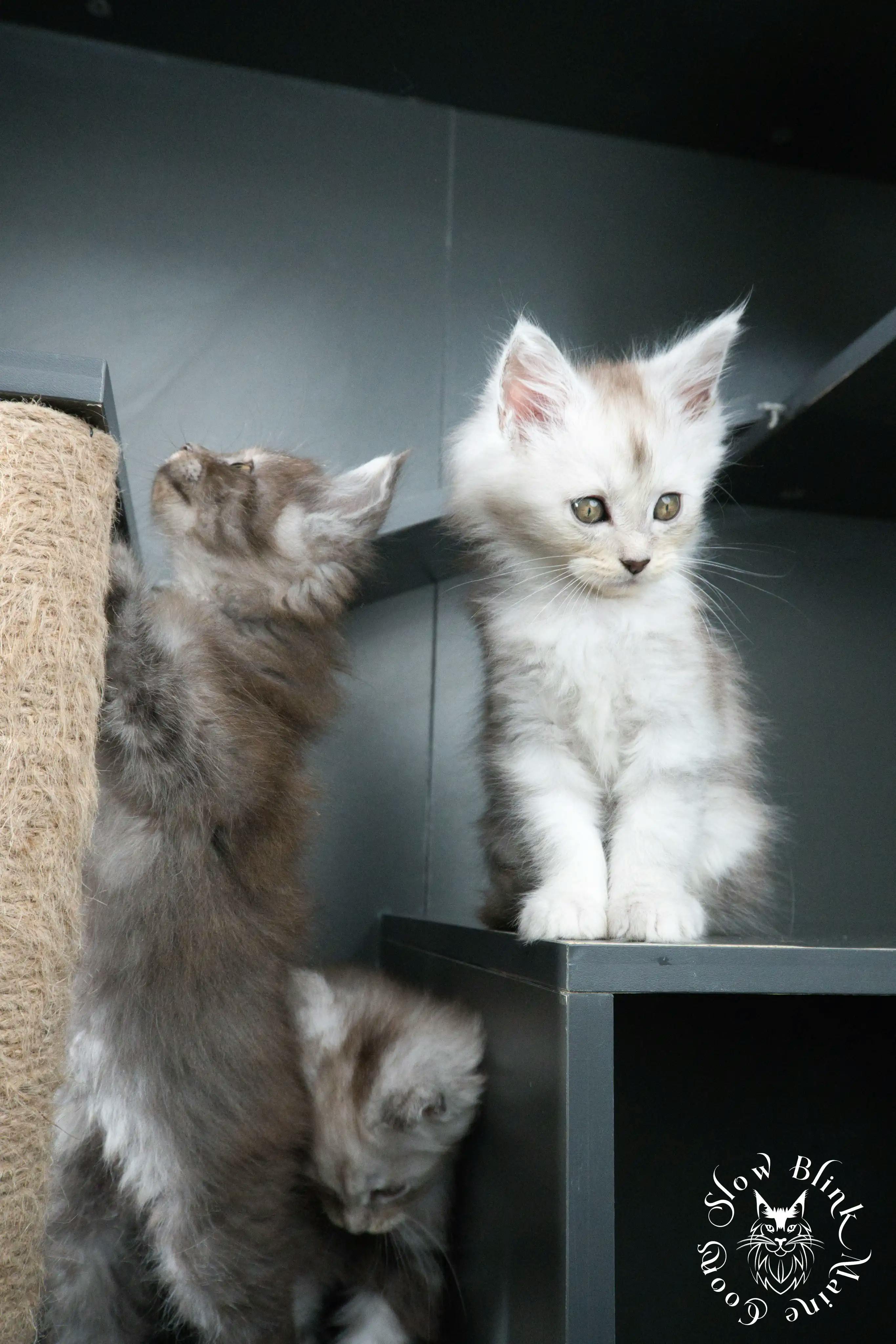 High Silver Maine Coon Kittens > black silver tabby maine coon kitten | ems code ns 22 23 24 25 | slowblinkmainecoons | 457
