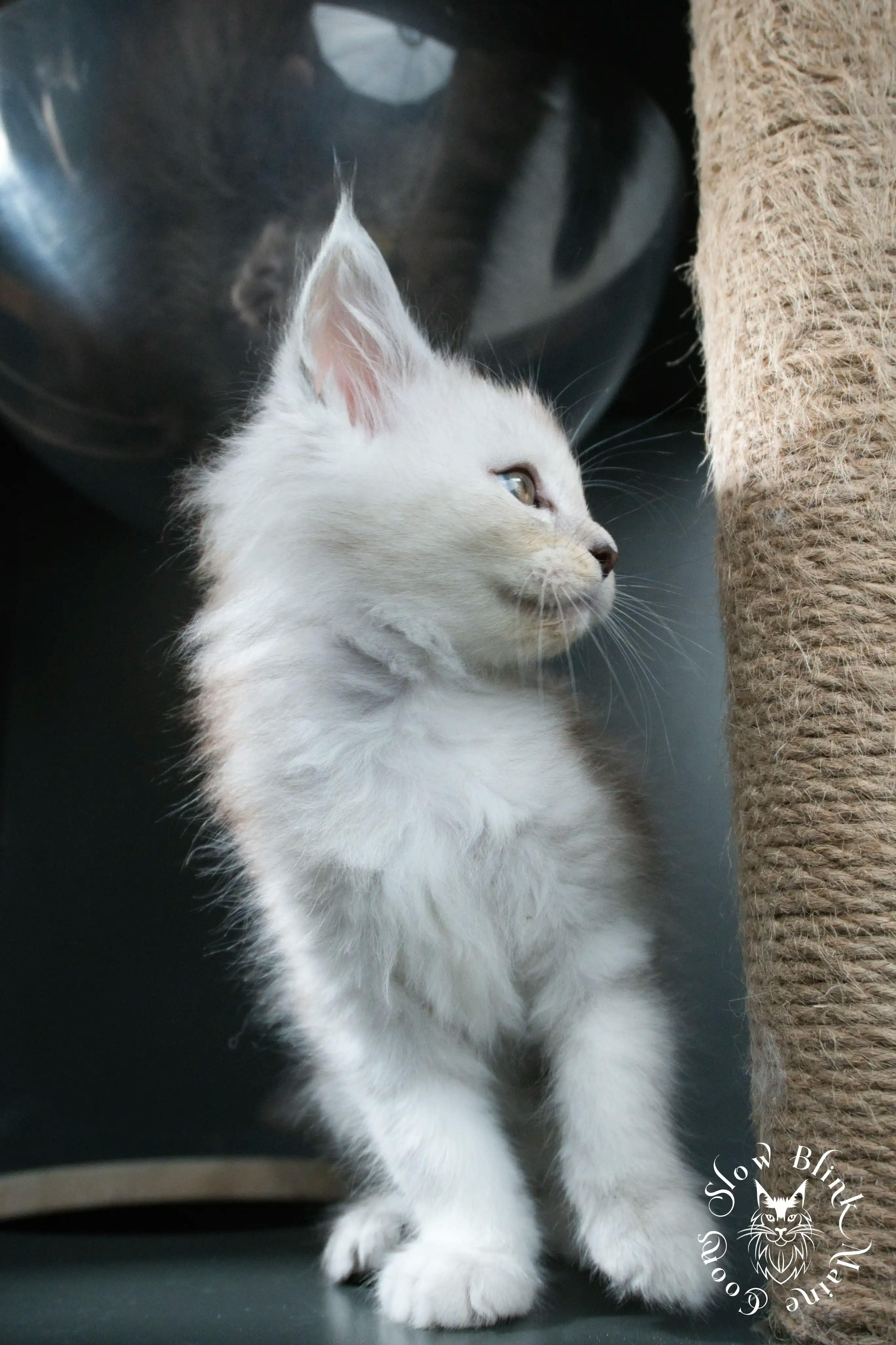 High Silver Maine Coon Kittens > black silver tabby maine coon kitten | ems code ns 22 23 24 25 | slowblinkmainecoons | 459