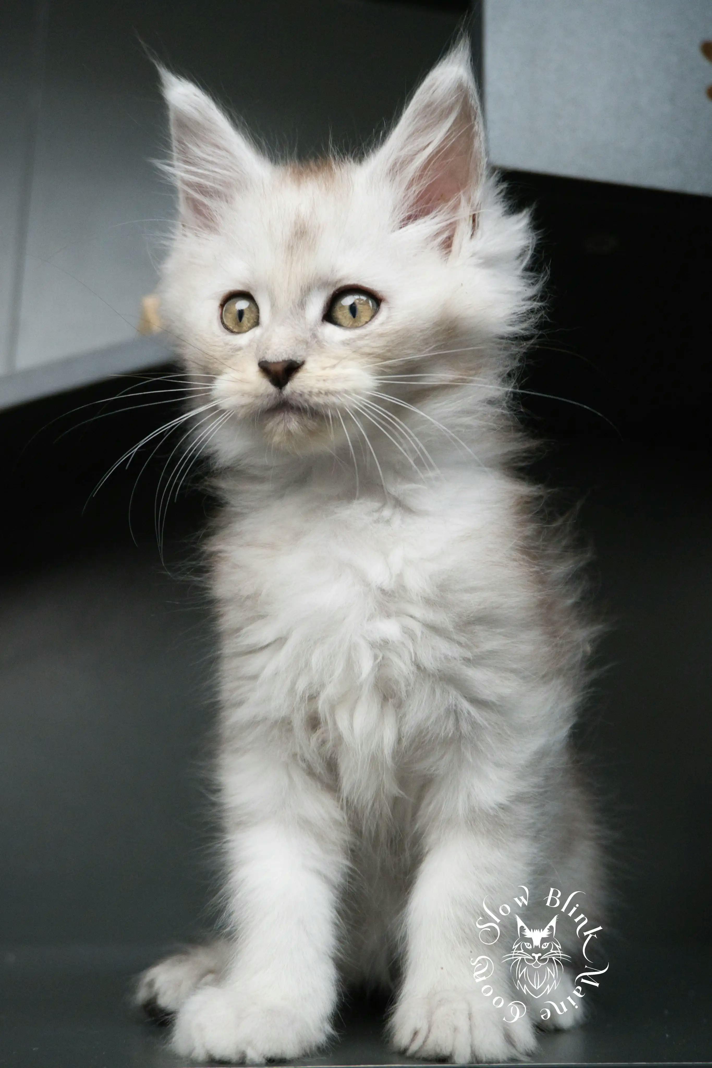 High Silver Maine Coon Kittens > black silver tabby maine coon kitten | ems code ns 22 23 24 25 | slowblinkmainecoons | 493