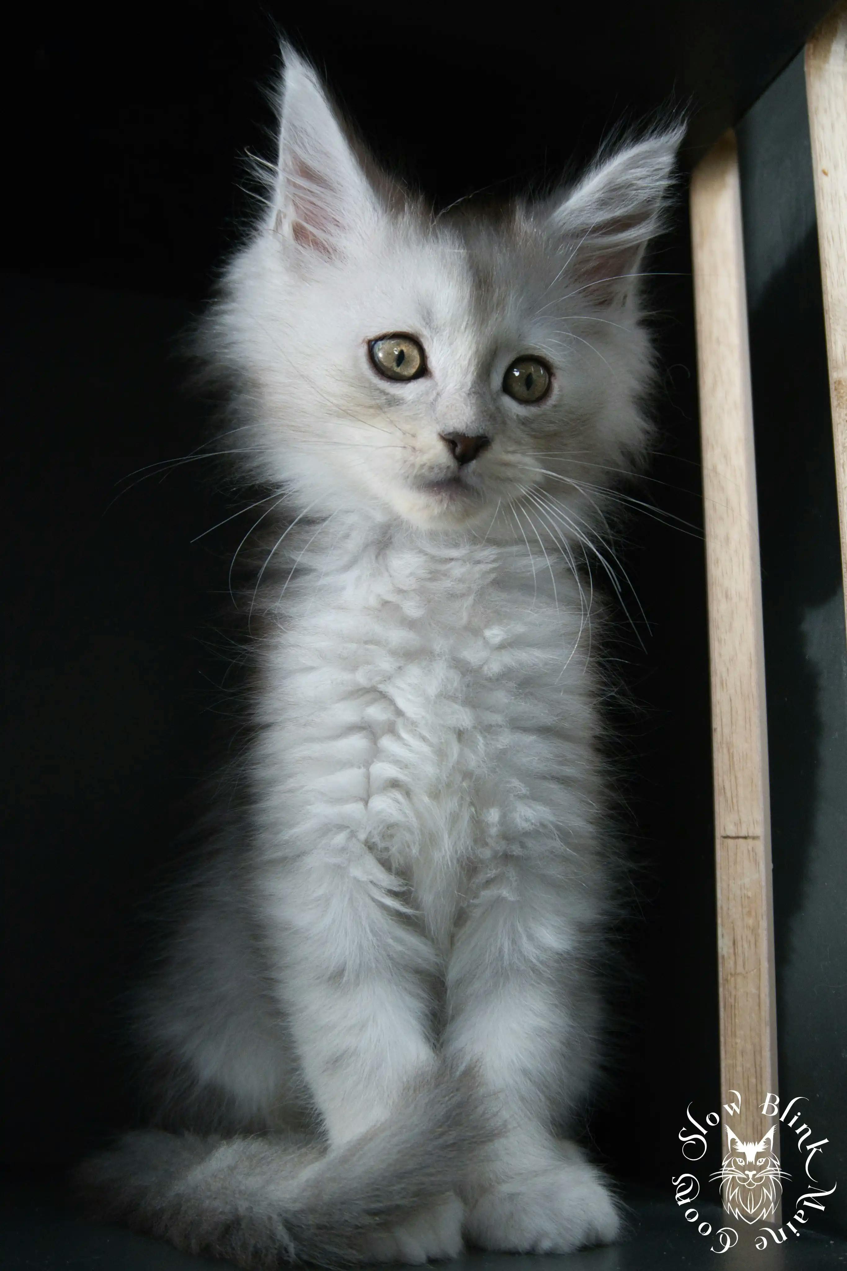 High Silver Maine Coon Kittens > black silver tabby maine coon kitten | ems code ns 22 23 24 25 | slowblinkmainecoons | 518